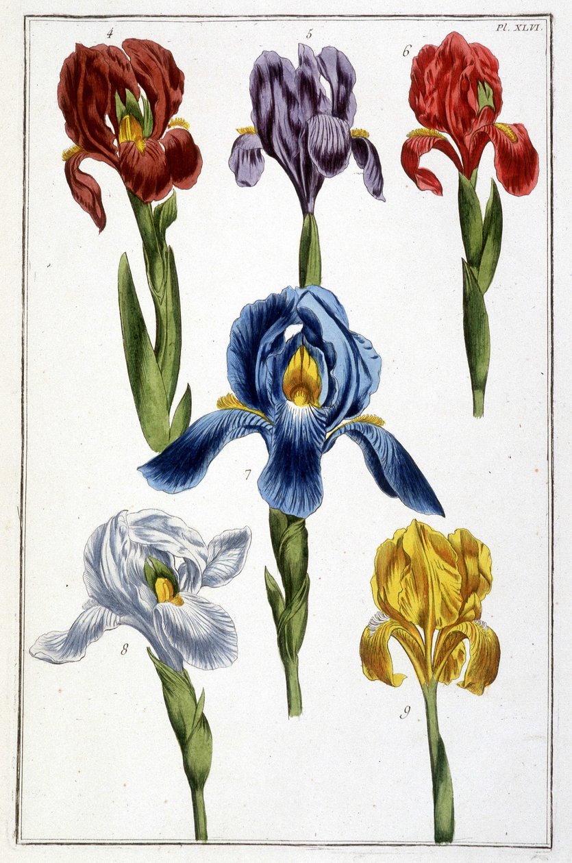 Iris - i "Allmän historia om insekterna i Surinam och hela Europa"" av Maria Sibylla de Merian, red. Desnos, Paris av Maria Sibylla Merian