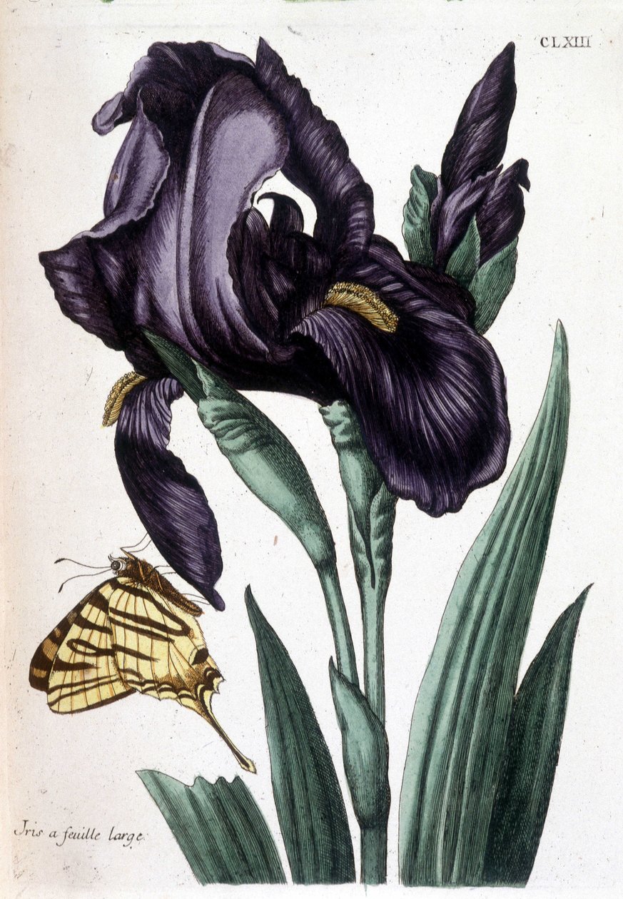 Bredbladig iris - i "Allmän historia om insekterna i Surinam och hela Europa" av Maria Sibylla de Merian, red. Desnos, Paris av Maria Sibylla Merian