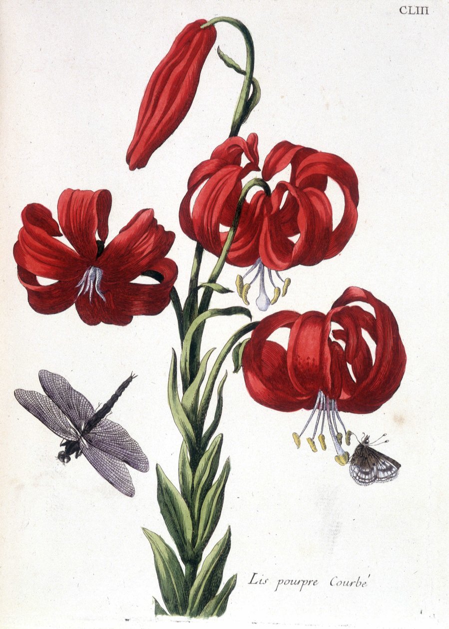 Lys (lilja) lila Böjd - i "" Allmän historia om insekterna i Surinam och hela Europa"" av Maria Sibylla de Merian, red. Desnos, Paris av Maria Sibylla Merian