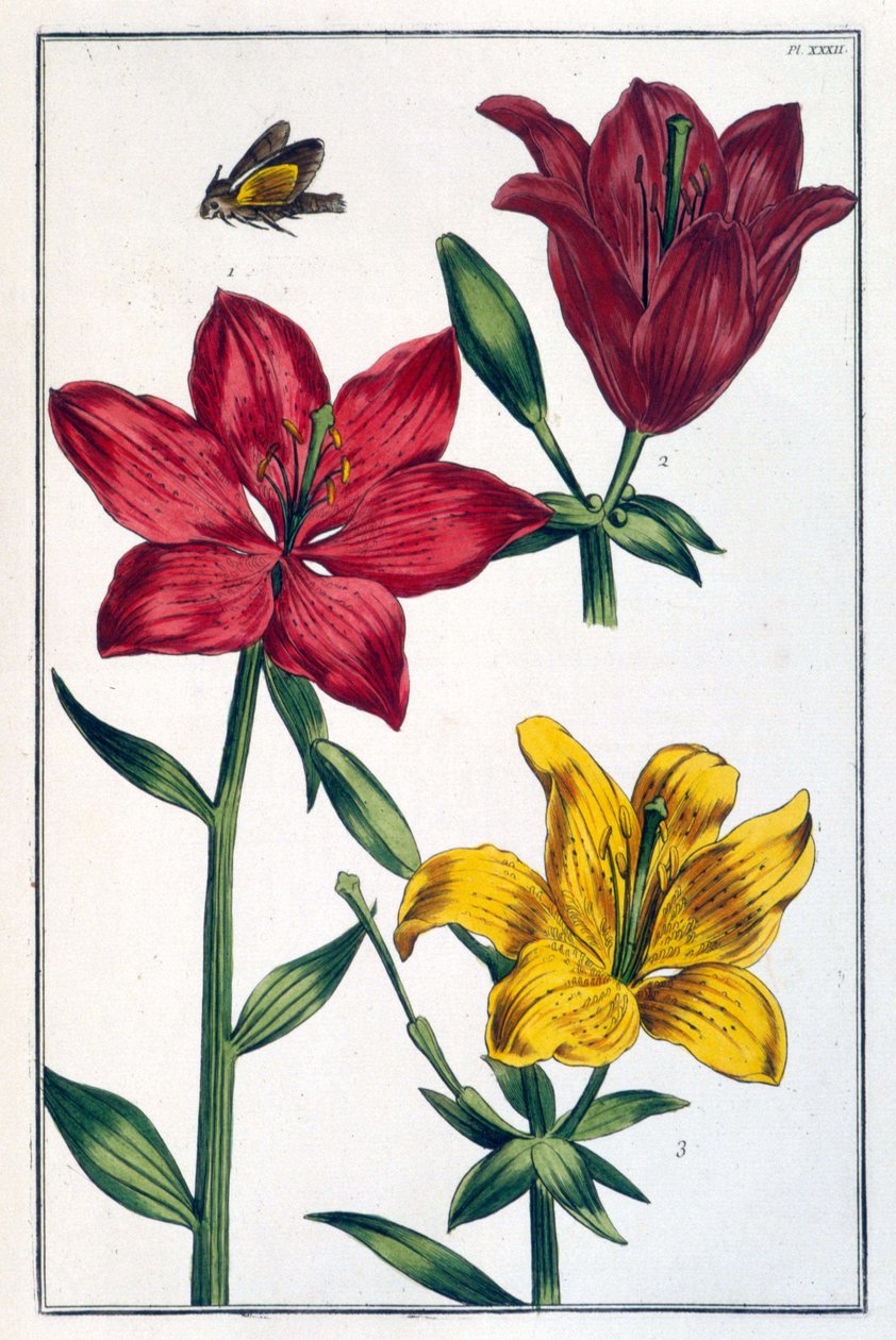 Lilja (lilja) röd - i "" Allmän historia om insekterna i Surinam och hela Europa"" av Maria Sibylla de Merian, red. Desnos, Paris av Maria Sibylla Merian