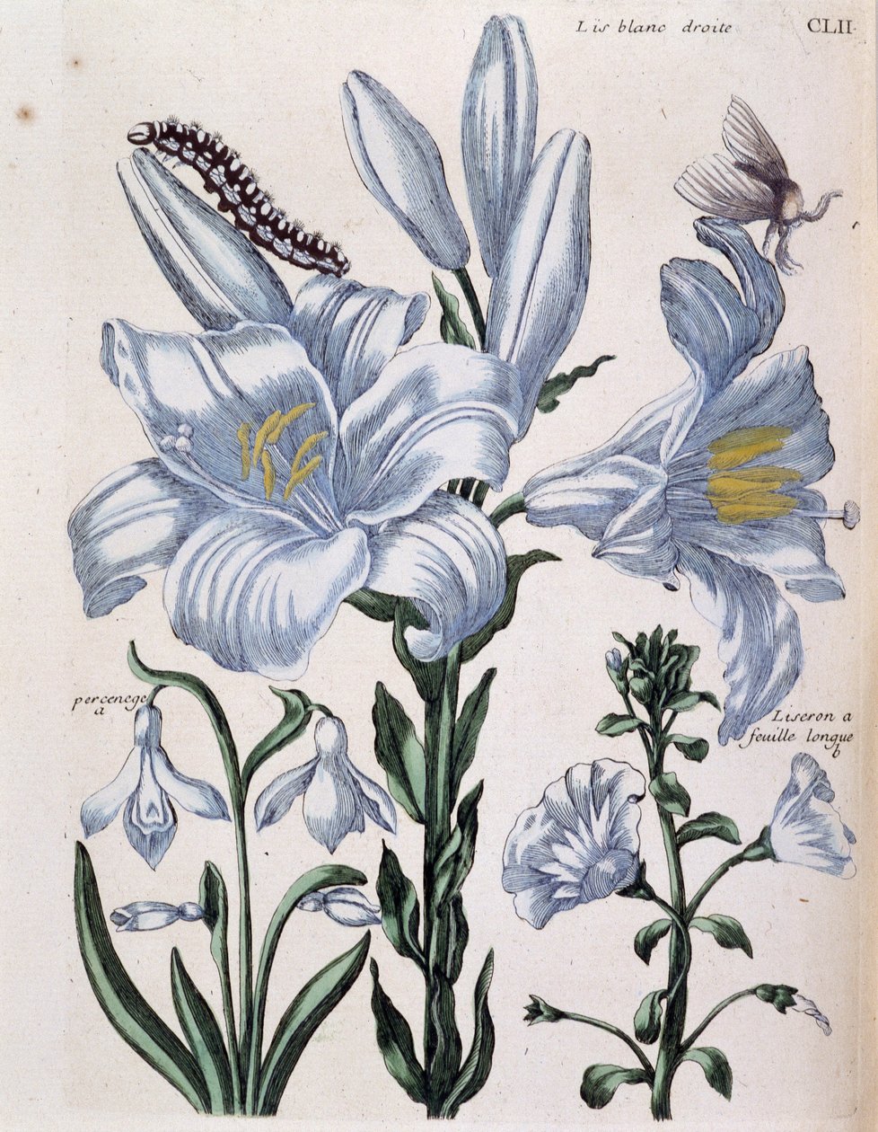 Lys (lis) vit höger- och långbladskant - i "General History of the Insects of Surinam and All of Europe"" av Maria Sibylla de Merian, red. Desnos, Paris av Maria Sibylla Merian