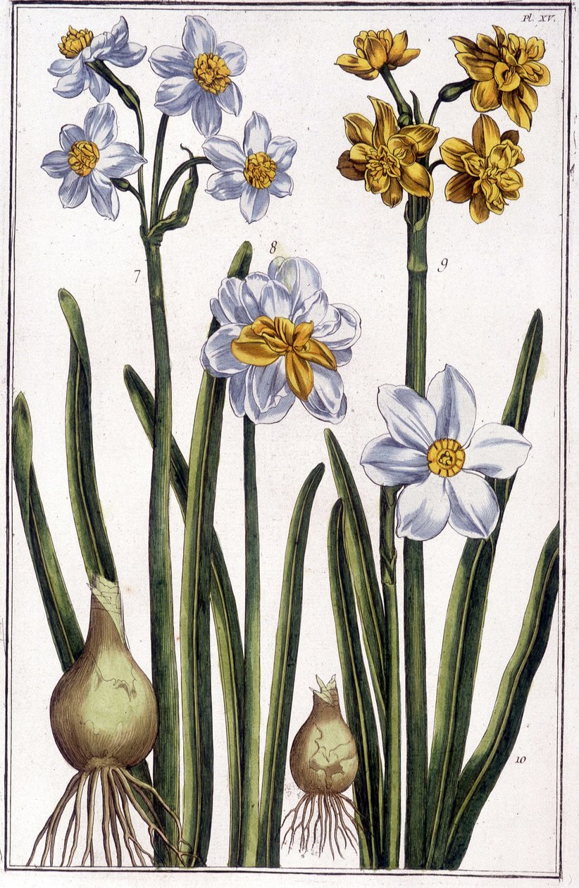 Narcissus - i "" Allmän historia om insekterna i Surinam och hela Europa"" av Maria Sibylla de Merian, red. Desnos, Paris av Maria Sibylla Merian