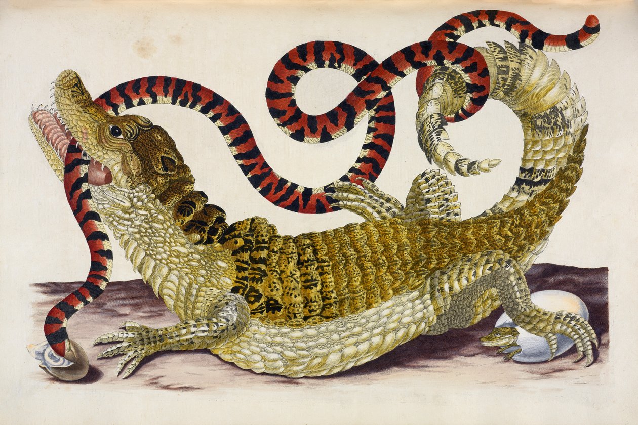 Surinam Caiman skyddar sina ungar från en korallorm av Maria Sibylla Merian