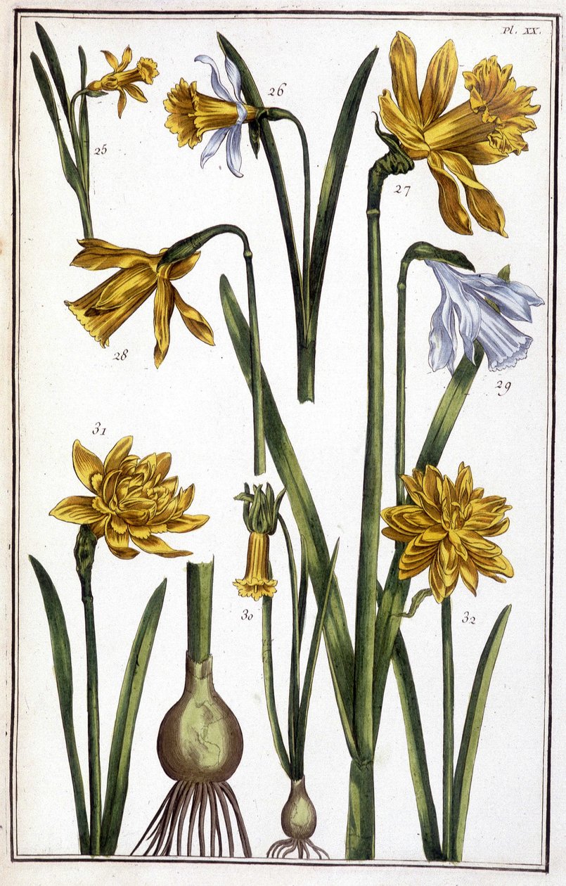 Okänd bild av Maria Sibylla Merian