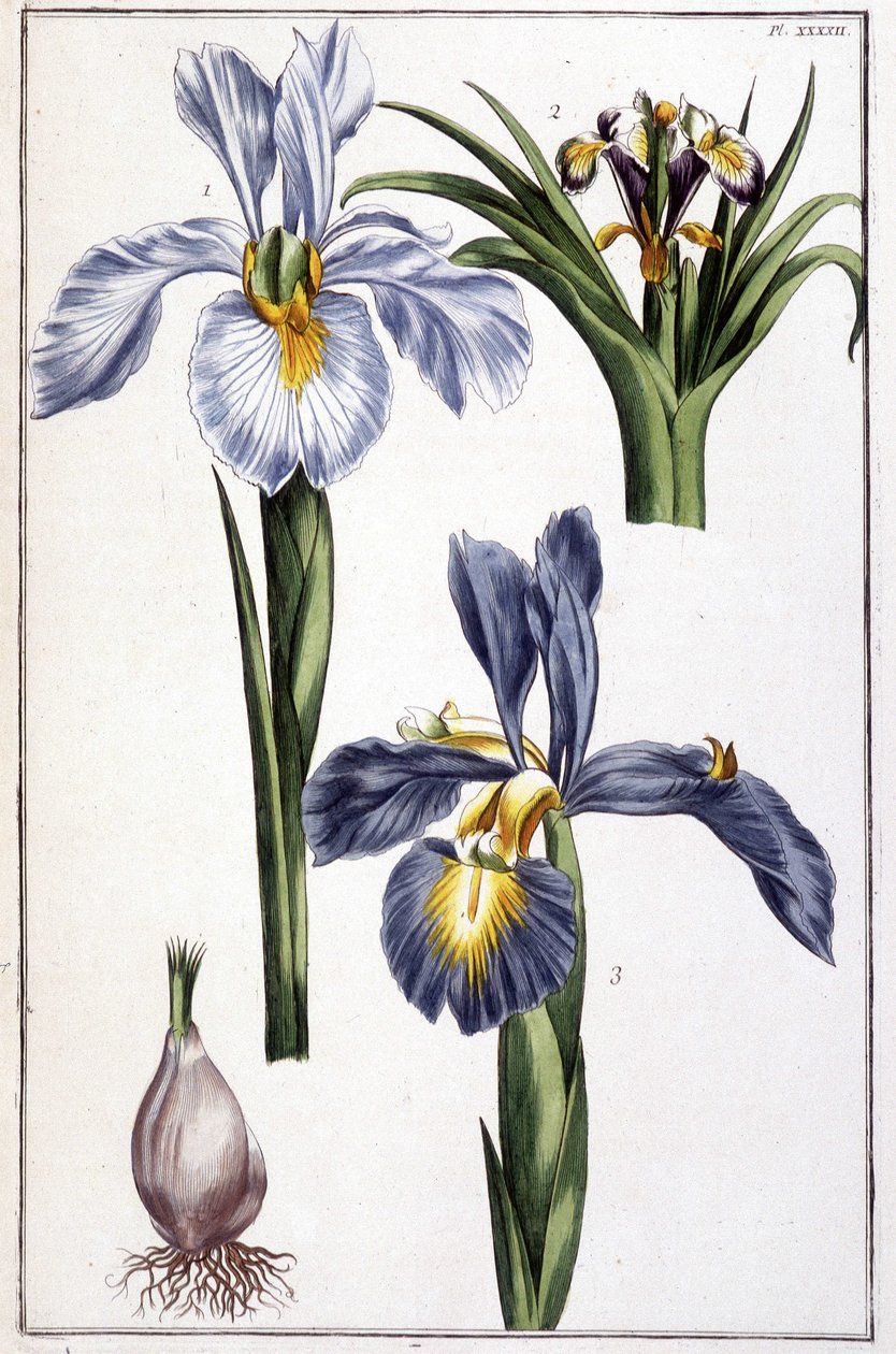 Okänd bild av Maria Sibylla Merian