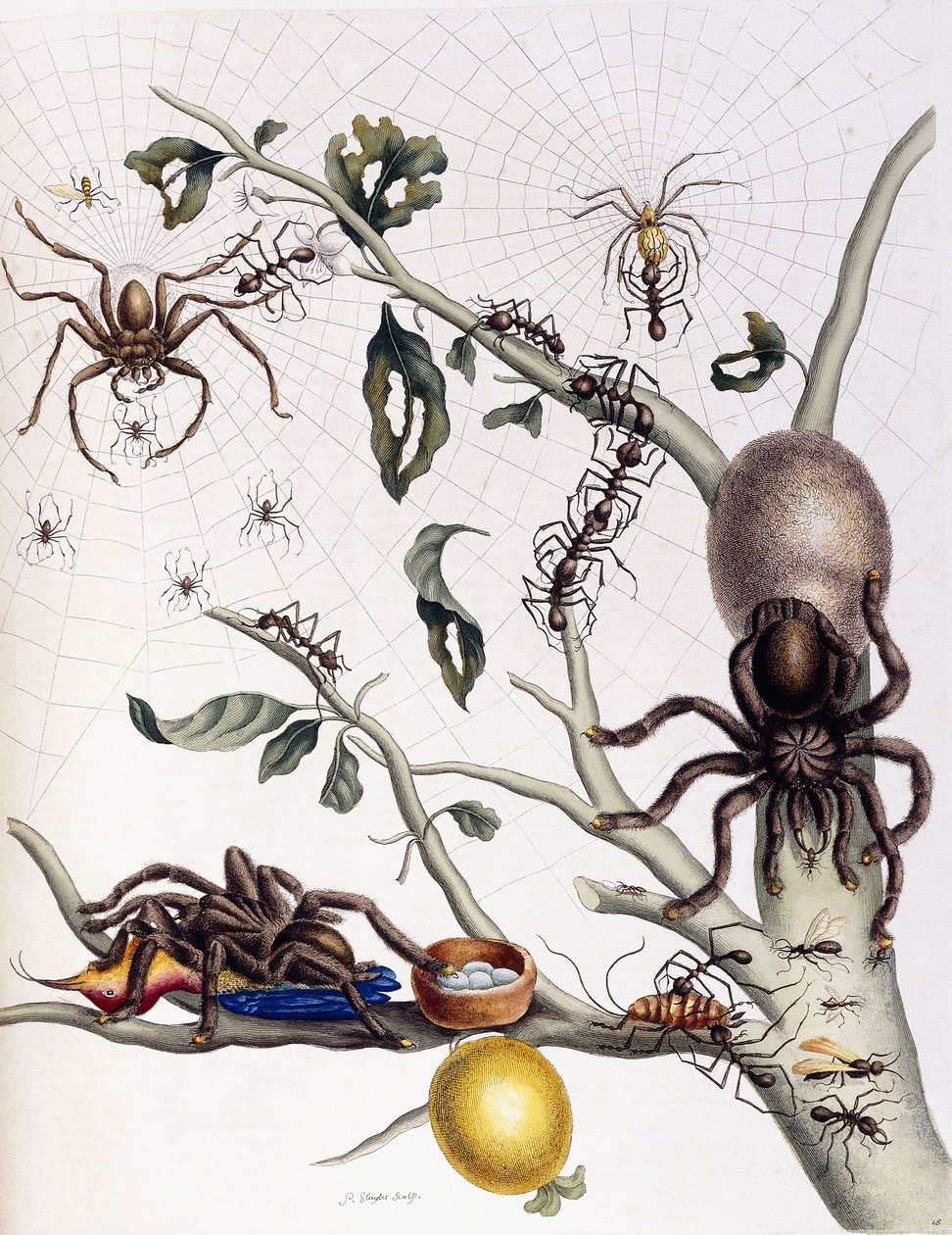Olika spindeldjur från Sydamerika, 1726 av Maria Sibylla Merian
