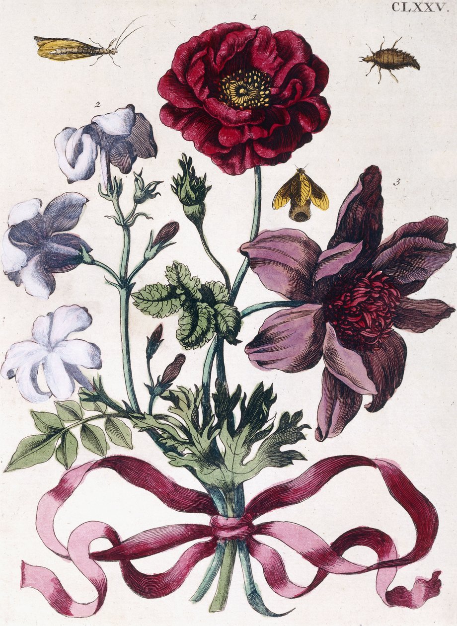 Olika europeiska insekter och blommor av Maria Sibylla Merian