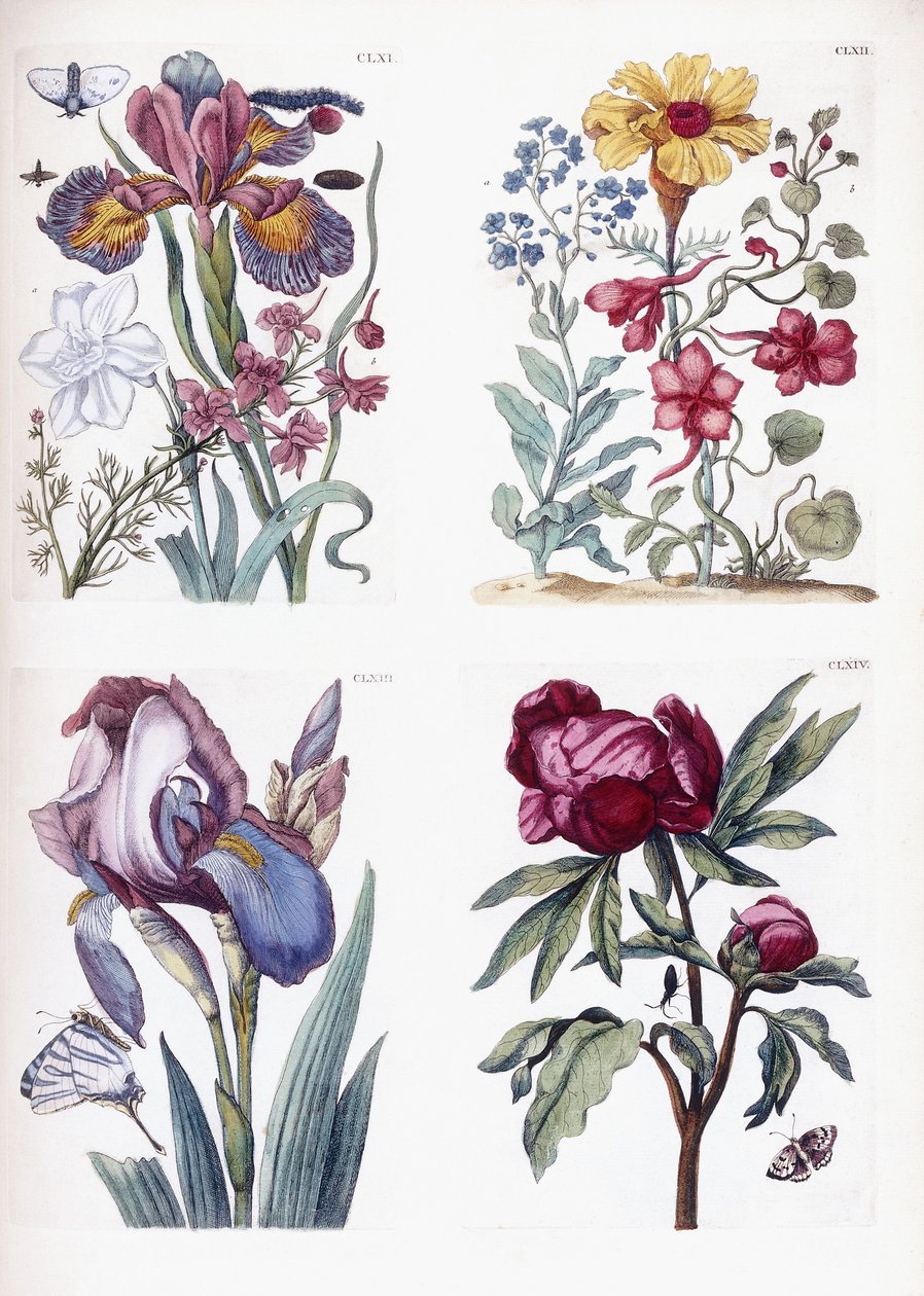 Olika europeiska insekter och blommor av Maria Sibylla Merian