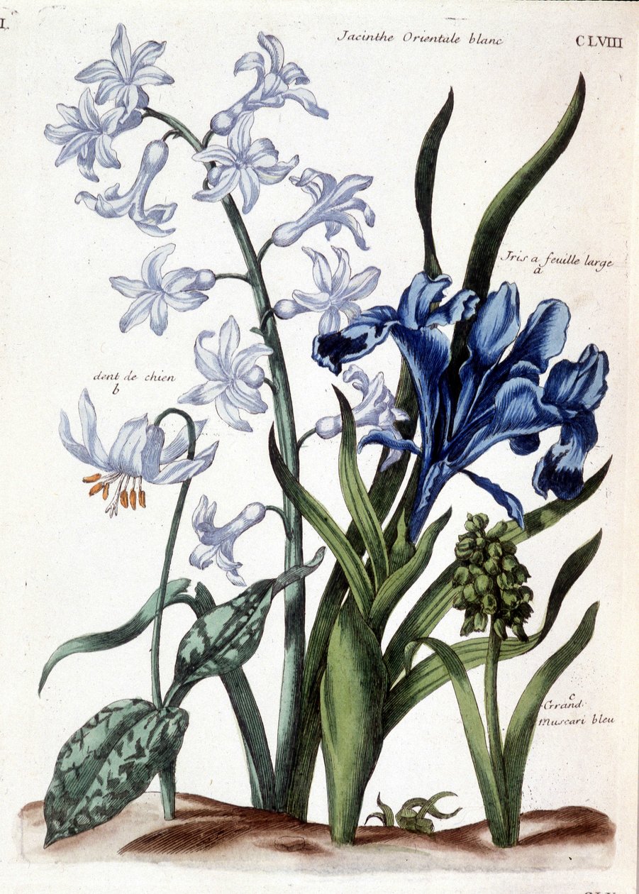 Vit orientalisk hyacint, stor bladiris, hundtand, stor blå muscari - i "Allmän historia om insekterna i Surinam och hela Europa"" av Maria Sibylla de Merian, red. Desnos, Paris av Maria Sibylla Merian