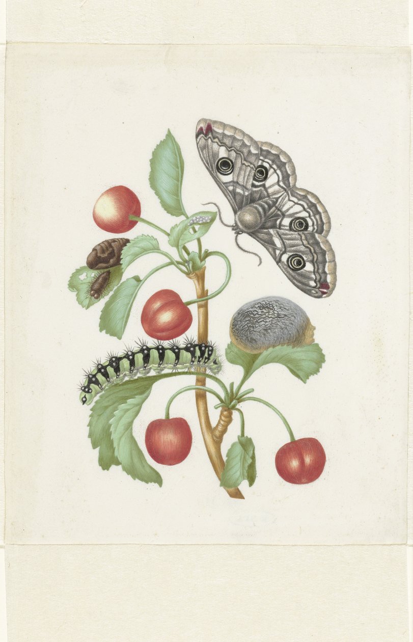 Metamorfos av en liten kejsarmal av Maria Sibylla Merian (workshop of)