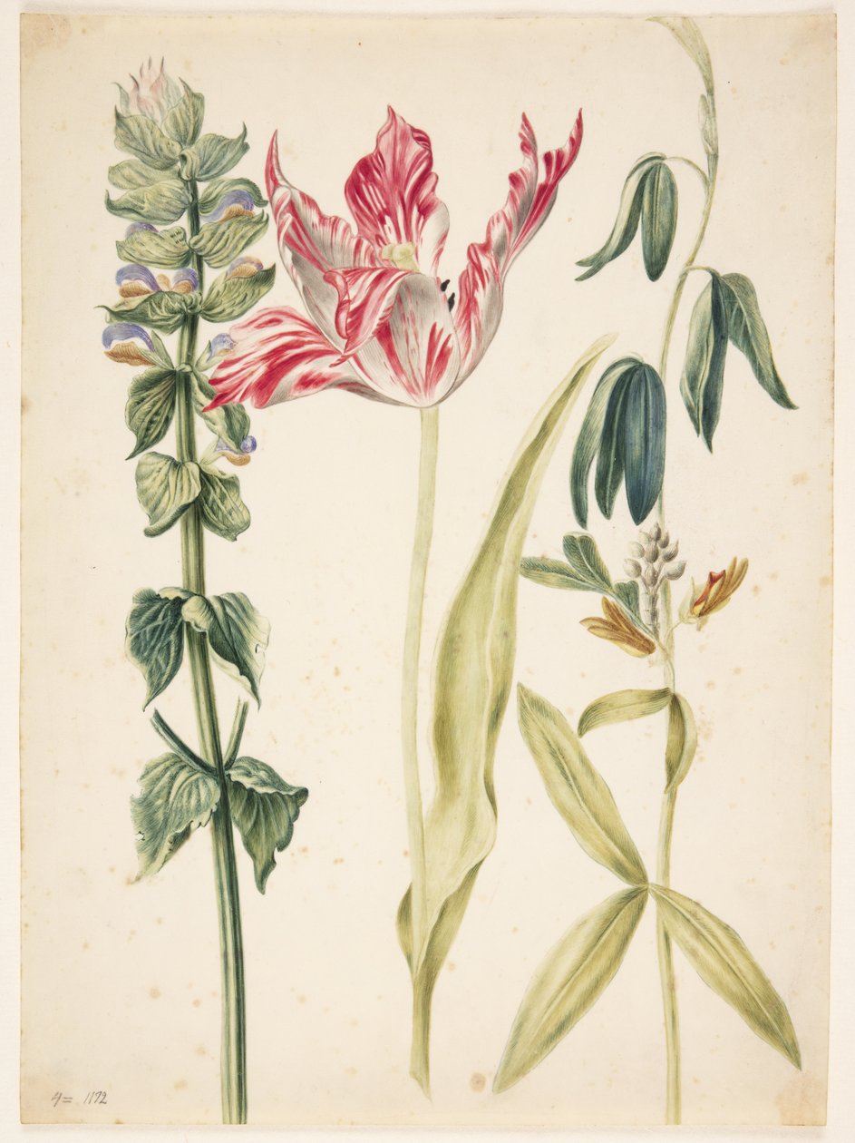 3 blommor, i mitten en tulpan av Maria Sibylla Merian