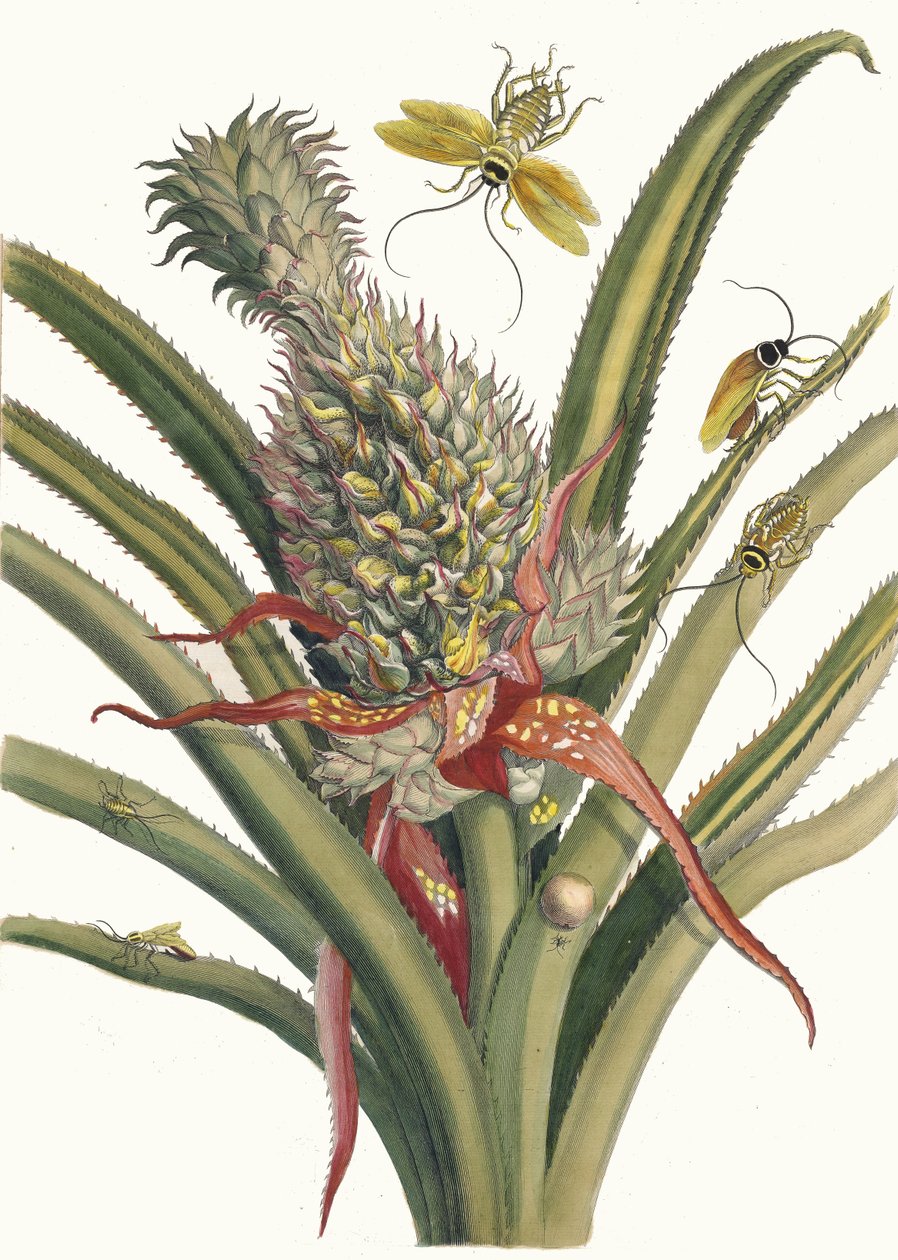 Ananas. Ur boken Metamorphosis insectorum Surinamensium, 1705. av Maria Sibylla Merian
