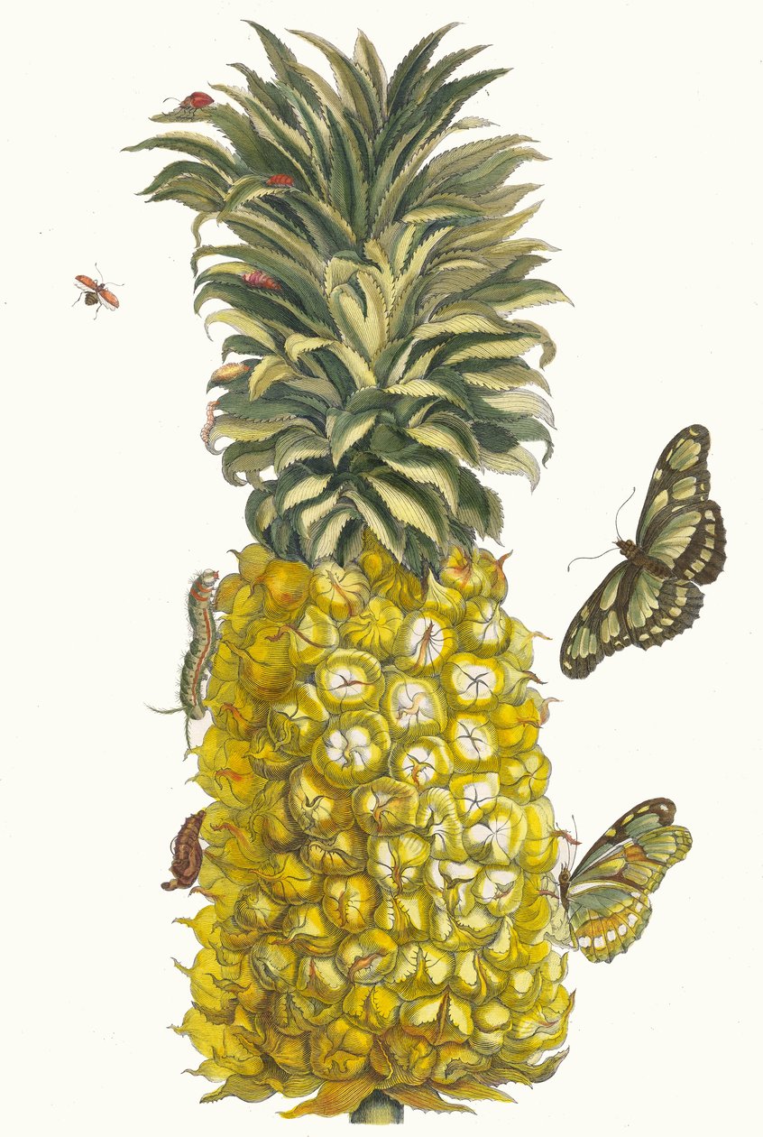 Ananas mur. Ur boken Metamorphosis insectorum Surinamensium, 1705. av Maria Sibylla Merian
