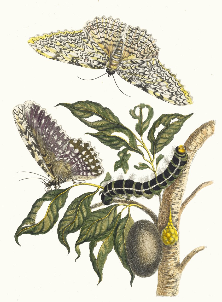 Arbre de gomme-gutte. Ur boken Metamorphosis insectorum Surinamensium, 1705. av Maria Sibylla Merian