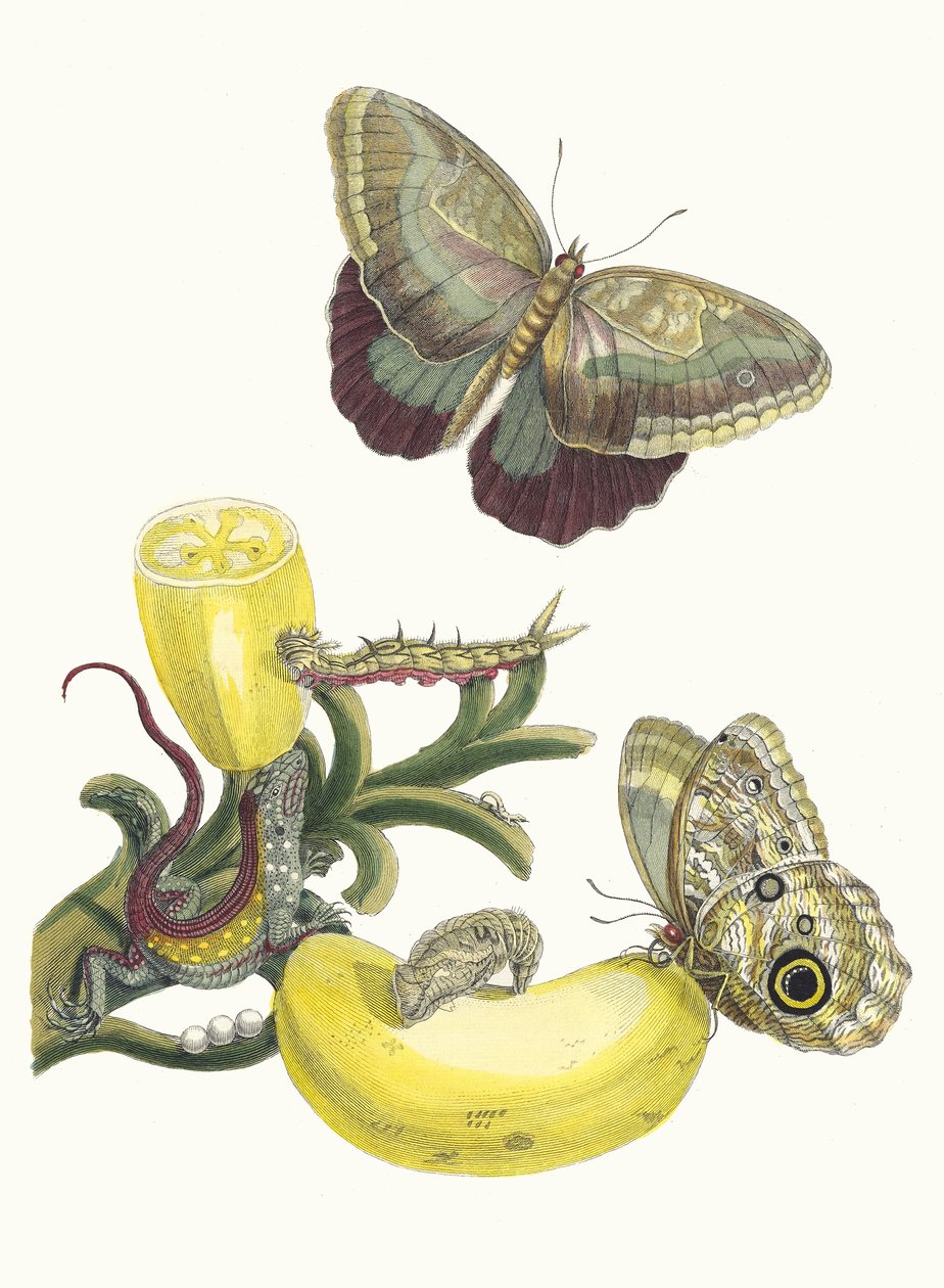 Baccores. Ur boken Metamorphosis insectorum Surinamensium, 1705. av Maria Sibylla Merian