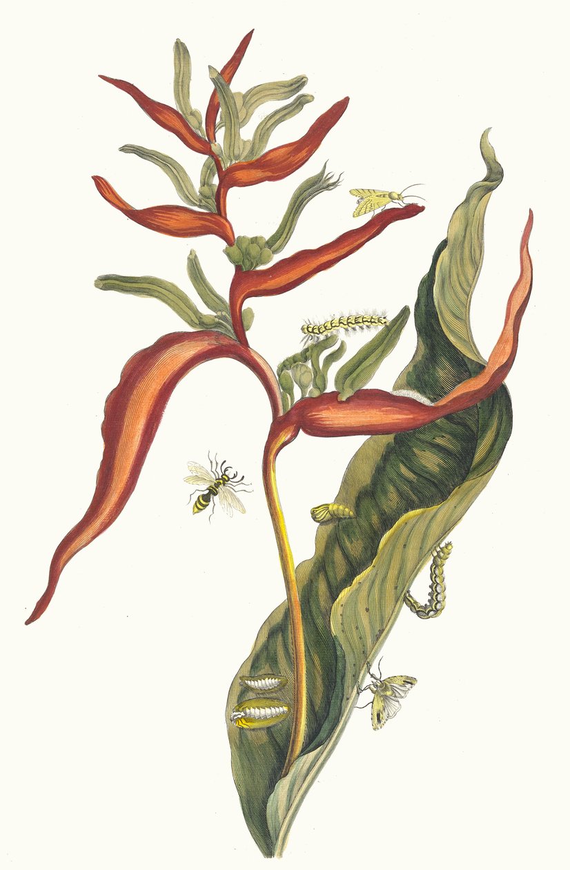 Ballia. Ur boken Metamorphosis insectorum Surinamensium, 1705. av Maria Sibylla Merian