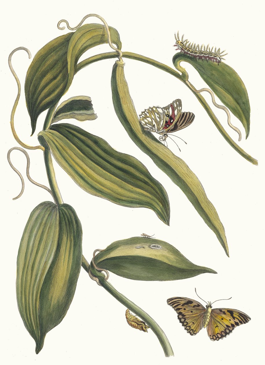 Banille. Ur boken Metamorphosis insectorum Surinamensium, 1705. av Maria Sibylla Merian