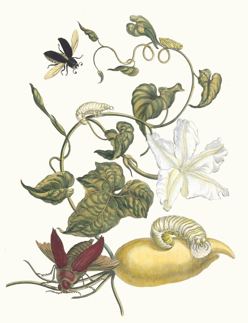 Battattes. Ur boken Metamorphosis insectorum Surinamensium, 1705. av Maria Sibylla Merian