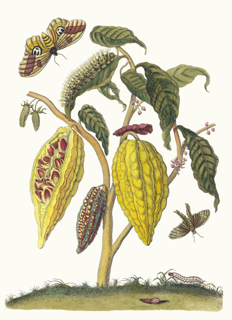 Kakao. Ur boken Metamorphosis insectorum Surinamensium, 1705. av Maria Sibylla Merian