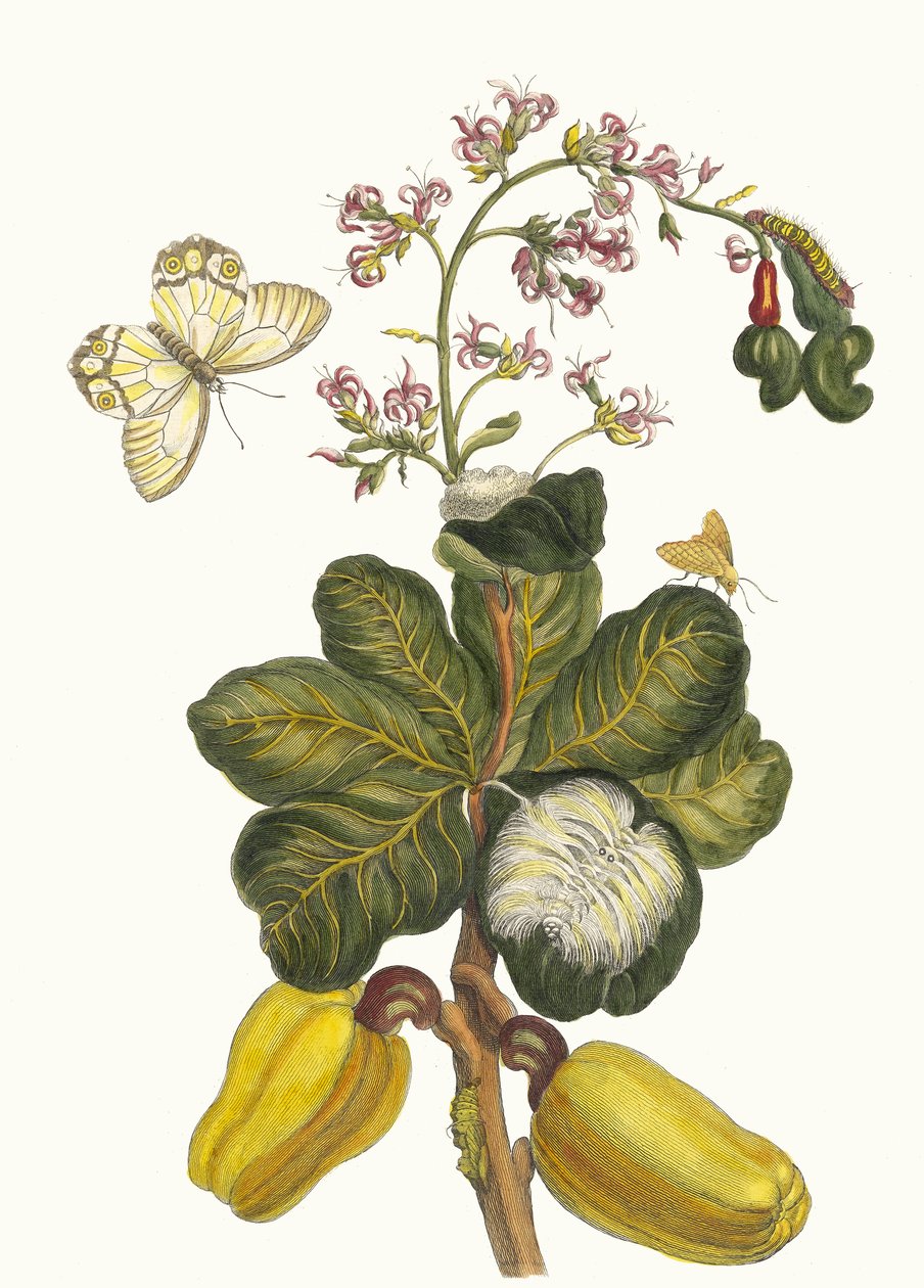 Caschou. Ur boken Metamorphosis insectorum Surinamensium, 1705. av Maria Sibylla Merian