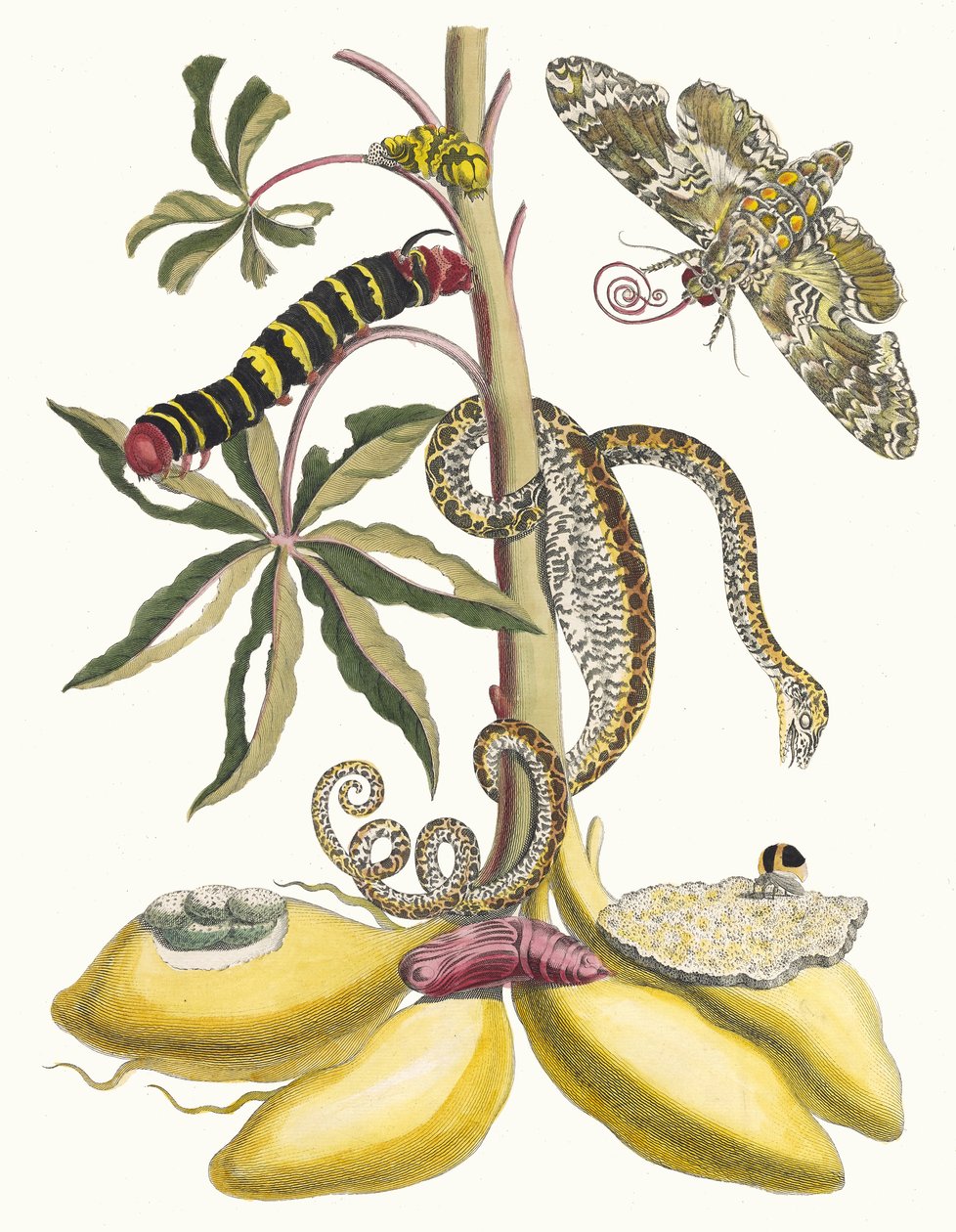 Cassave. Ur boken Metamorphosis insectorum Surinamensium, 1705. av Maria Sibylla Merian