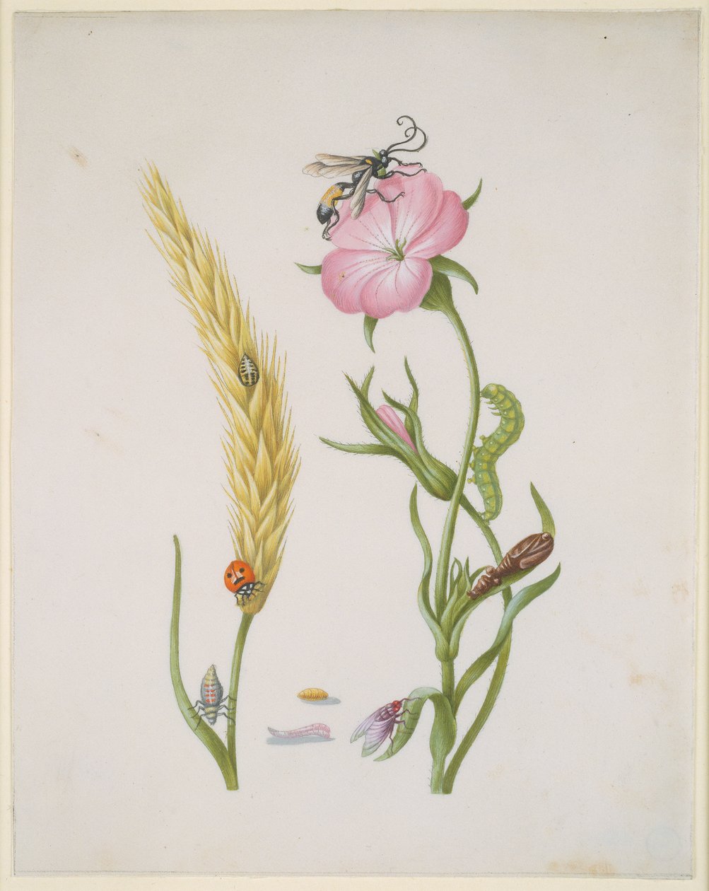 Spannmålsax och majsblomster med förvandlingsstadier hos femfläckig nyckelpiga och blåsfluga av Maria Sibylla Merian