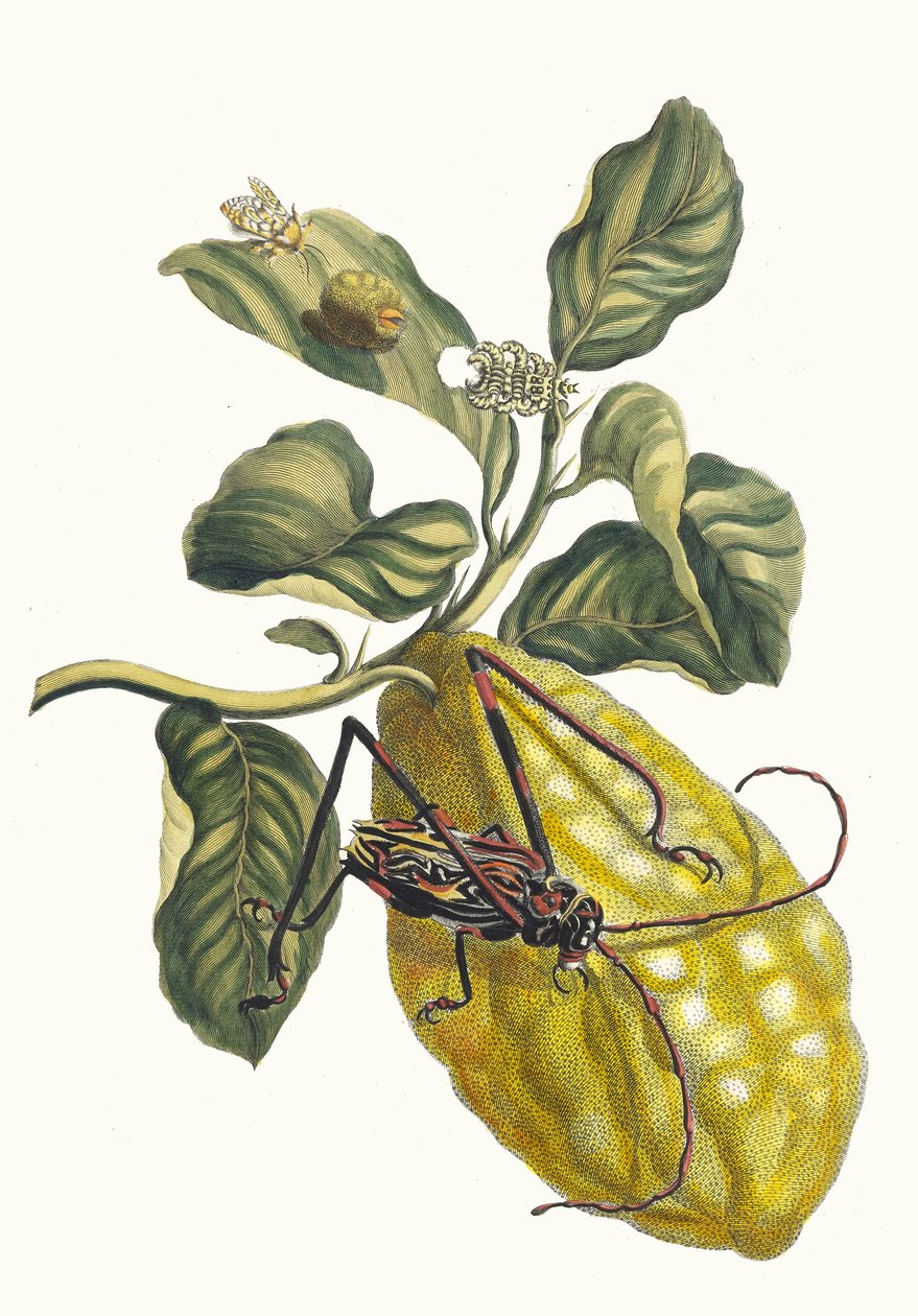 Citronier. Ur boken Metamorphosis insectorum Surinamensium, 1705. av Maria Sibylla Merian