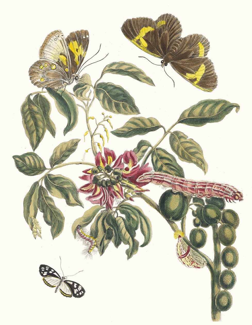 Coronilla Americana Arborescens. Ur boken Metamorphosis of Surinamese insekter, 1705. av Maria Sibylla Merian