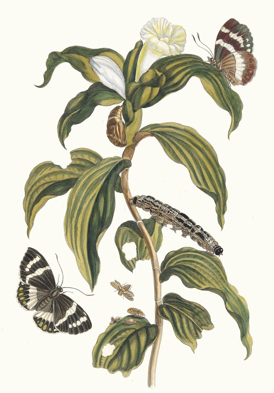 Arabisk kostnad. Ur boken Metamorphosis of Surinamese insekter, 1705. av Maria Sibylla Merian