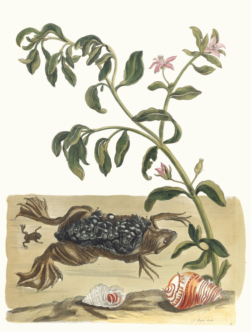 Cresson. Ur boken Metamorphosis insectorum Surinamensium, 1705. av Maria Sibylla Merian