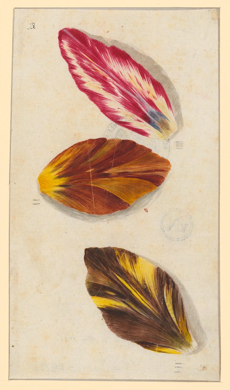 Einzelne Tulpenblätter av Maria Sibylla Merian