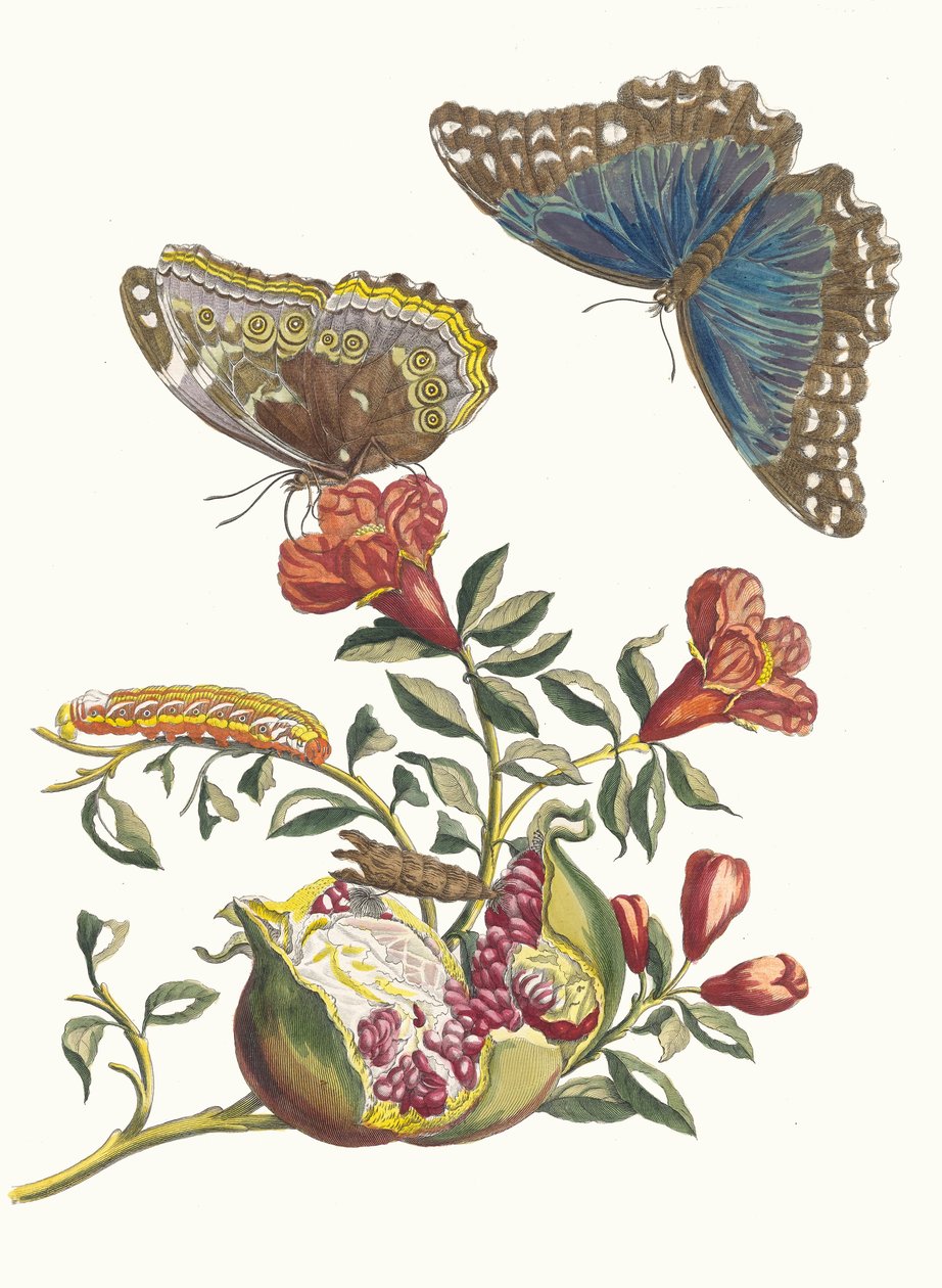 Grenadjär. Ur boken Metamorphosis insectorum Surinamensium, 1705. av Maria Sibylla Merian