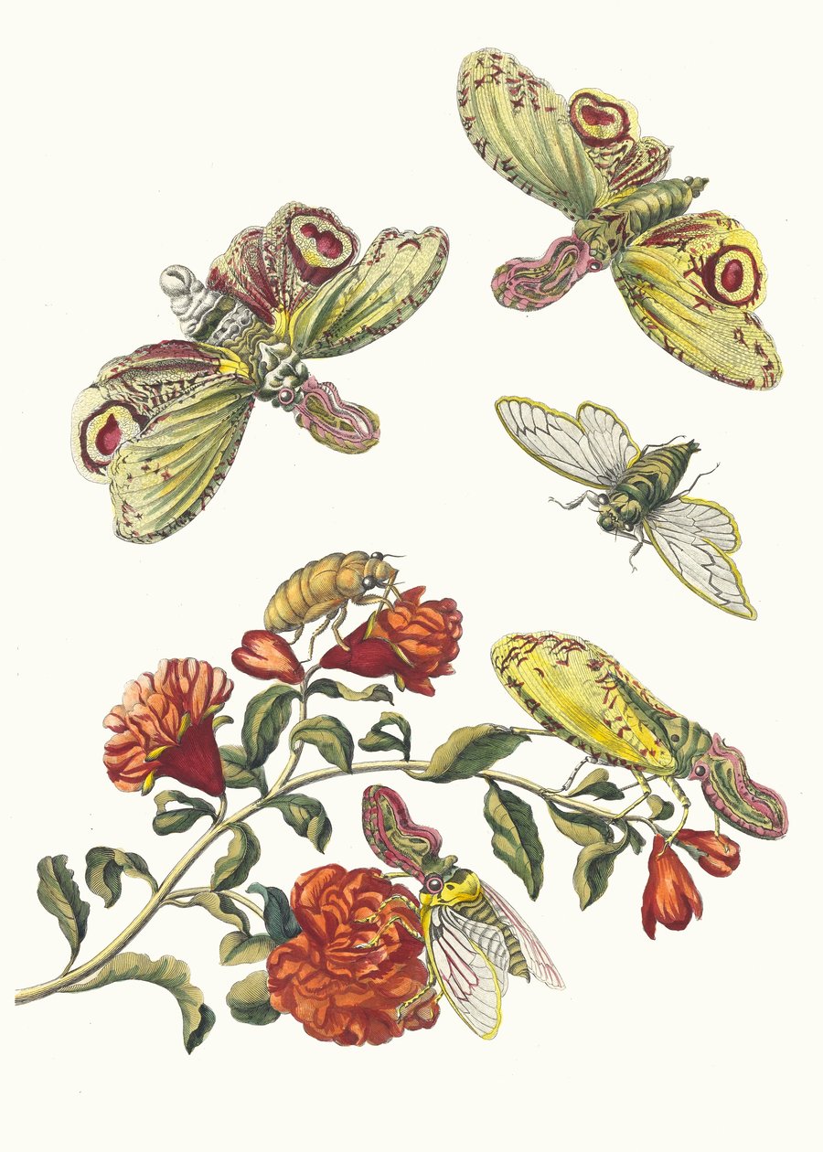 Grenadjär. Ur boken Metamorphosis insectorum Surinamensium, 1705. av Maria Sibylla Merian