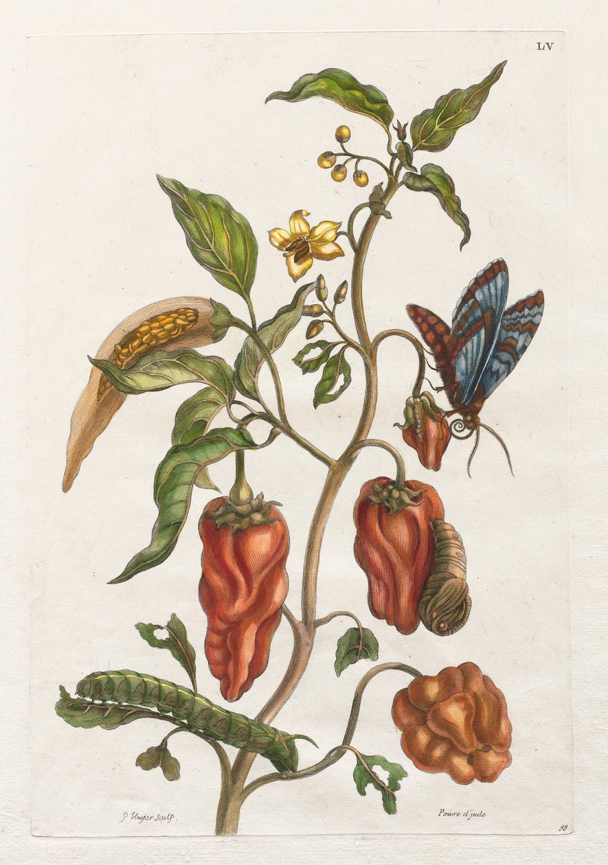 Allmän historia om insekterna i Surinam och Europa: Vol I, nr 55 - Indisk peppar av Maria Sibylla Merian