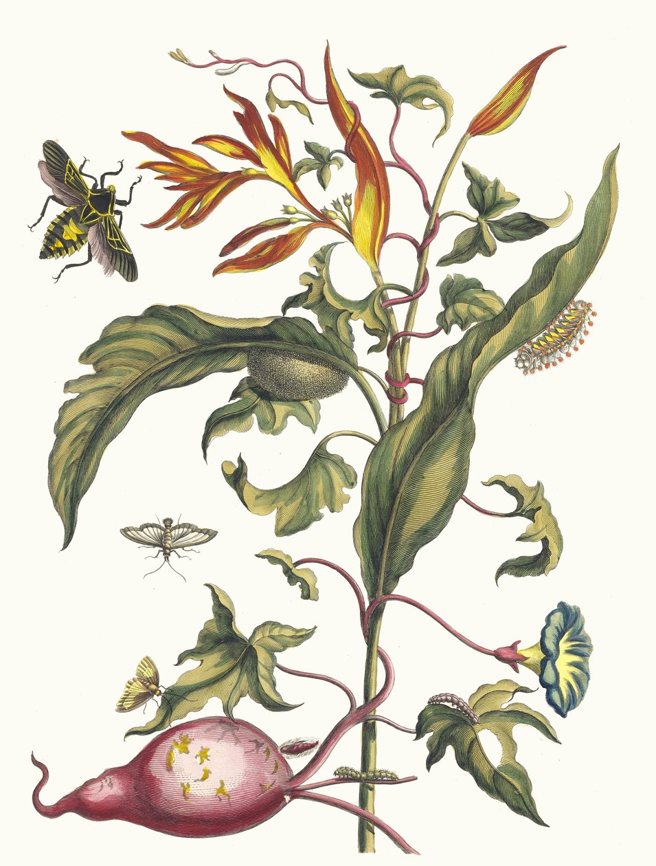 Ipomoea batatas och Heliconia psittacum. Ur boken Metamorphosis insectorum..., 1705. av Maria Sibylla Merian