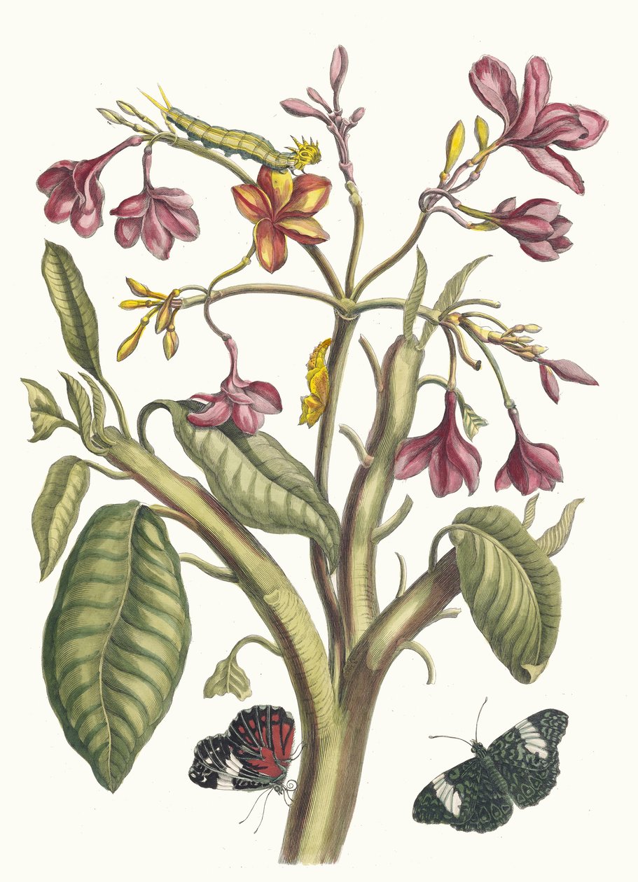 Jasmin des Indes. Ur boken Metamorphosis insectorum Surinamensium, 1705. av Maria Sibylla Merian