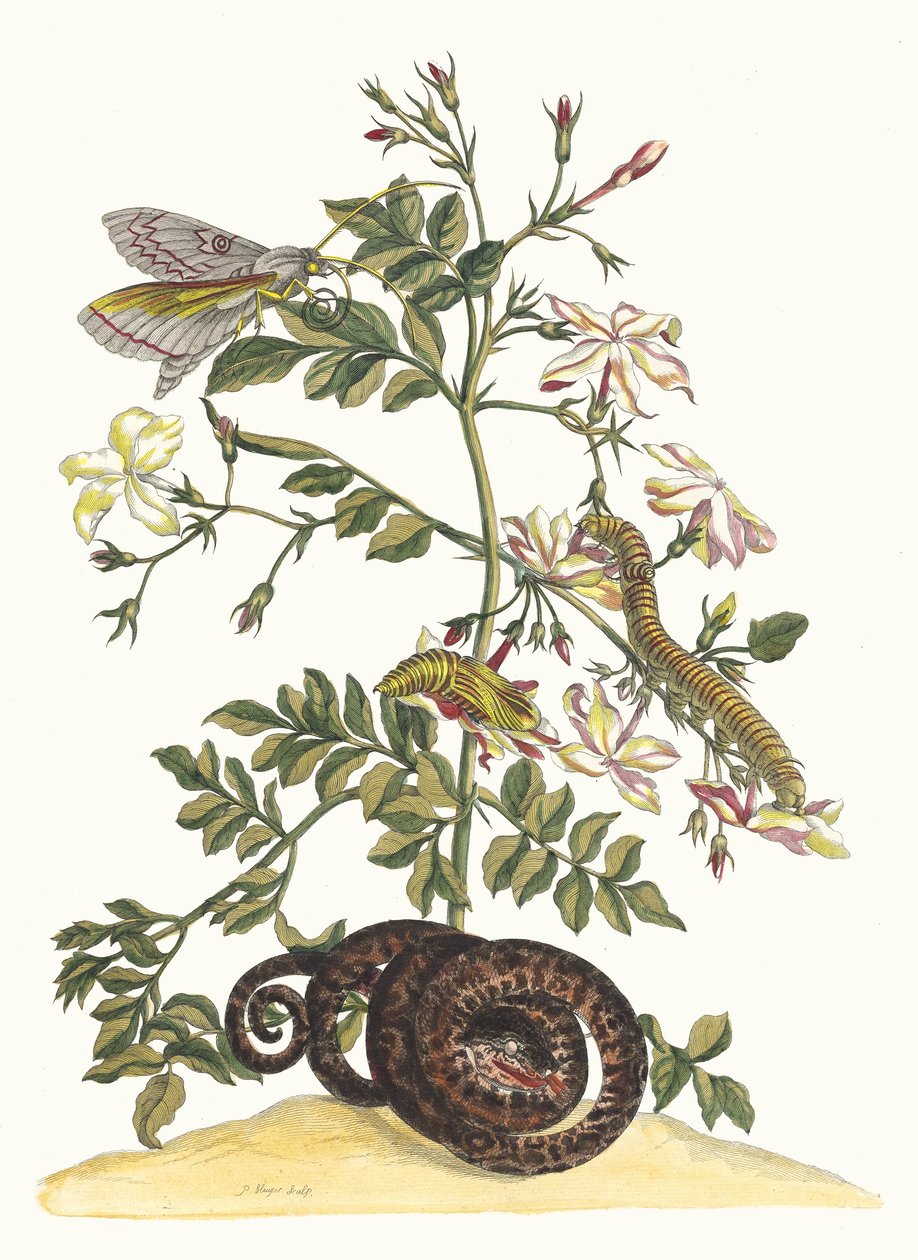Jasminum grandiflorum. Ur boken Metamorphosis insectorum Surinamensium, 1705. av Maria Sibylla Merian