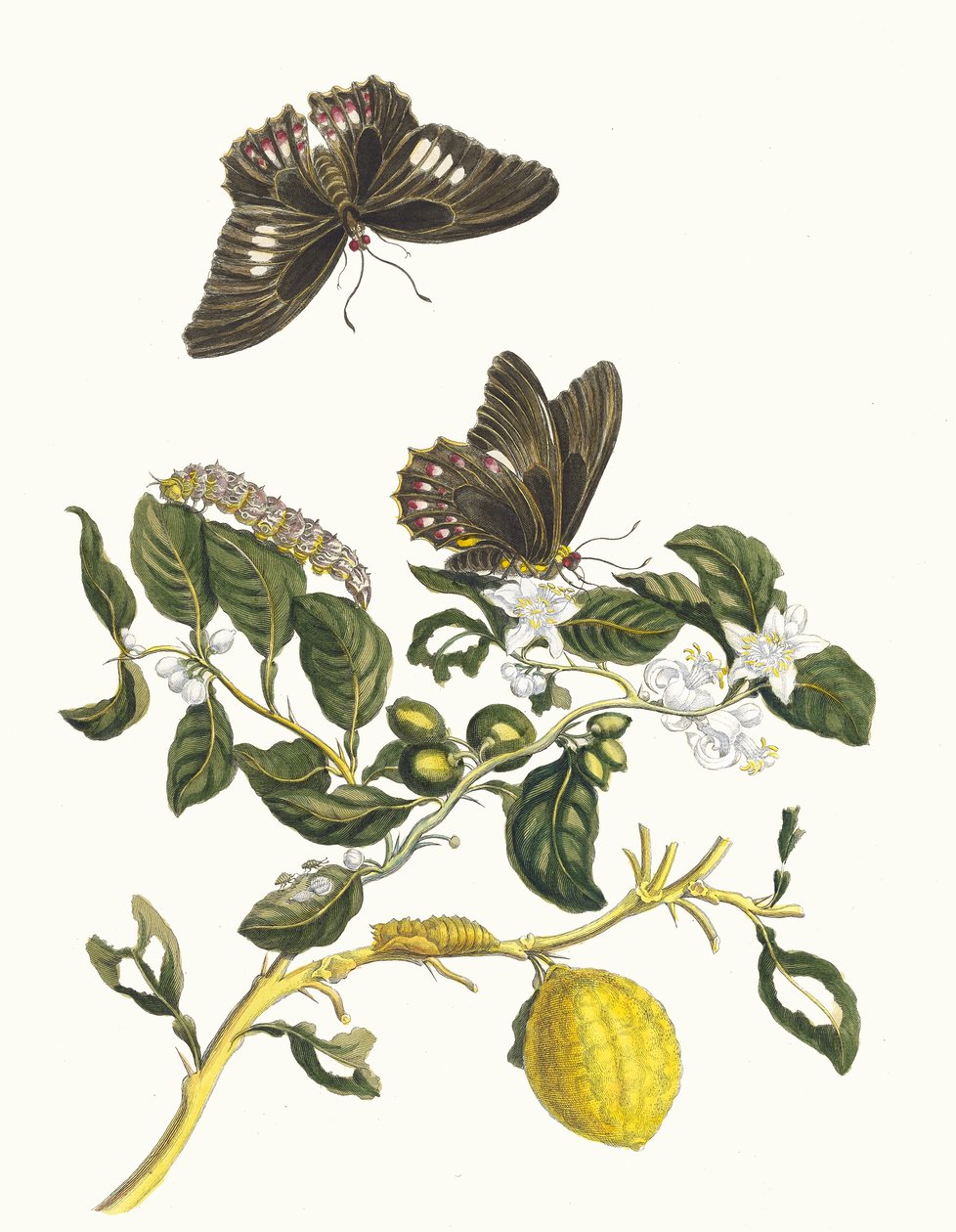 Limonier. Ur boken Metamorphosis insectorum Surinamensium, 1705. av Maria Sibylla Merian