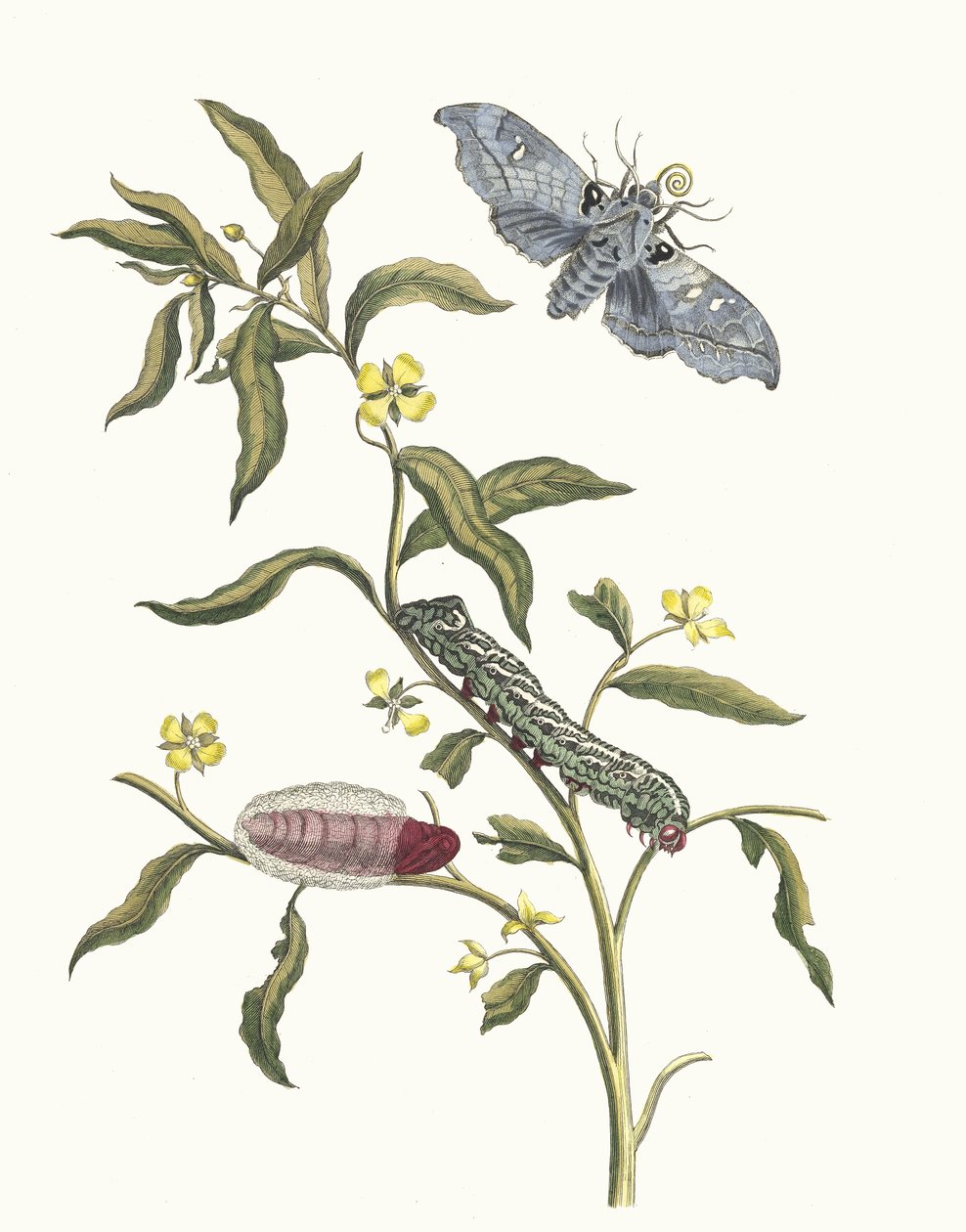 Ludwigia octovalvis. Ur boken Metamorphosis insectorum Surinamensium, 1705. av Maria Sibylla Merian