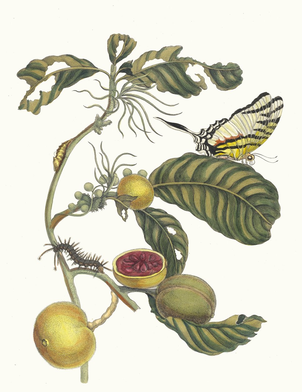 Marmelade doosjes Boom. Ur boken Metamorphosis insectorum Surinamensium, 1705. av Maria Sibylla Merian
