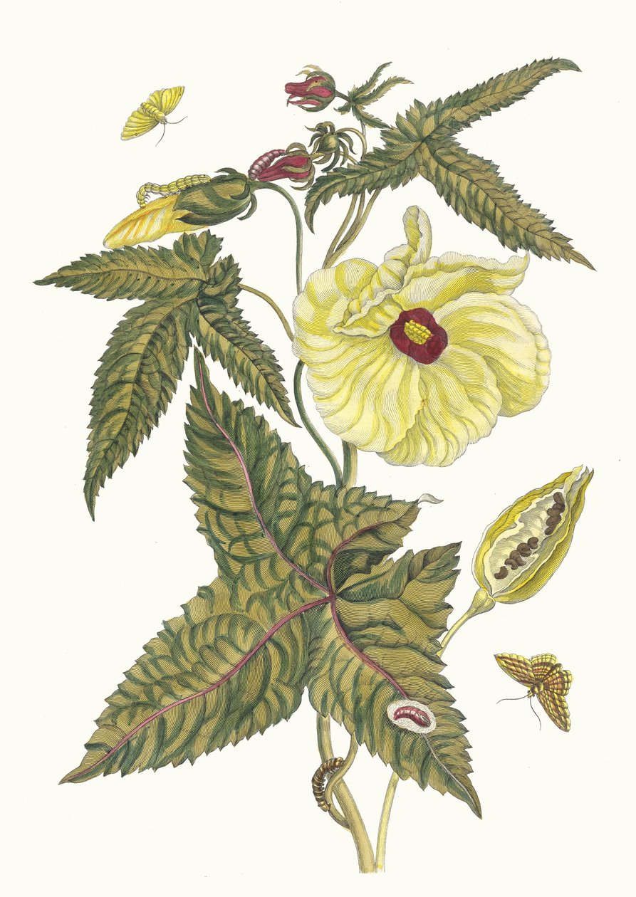 swedish av Maria Sibylla Merian