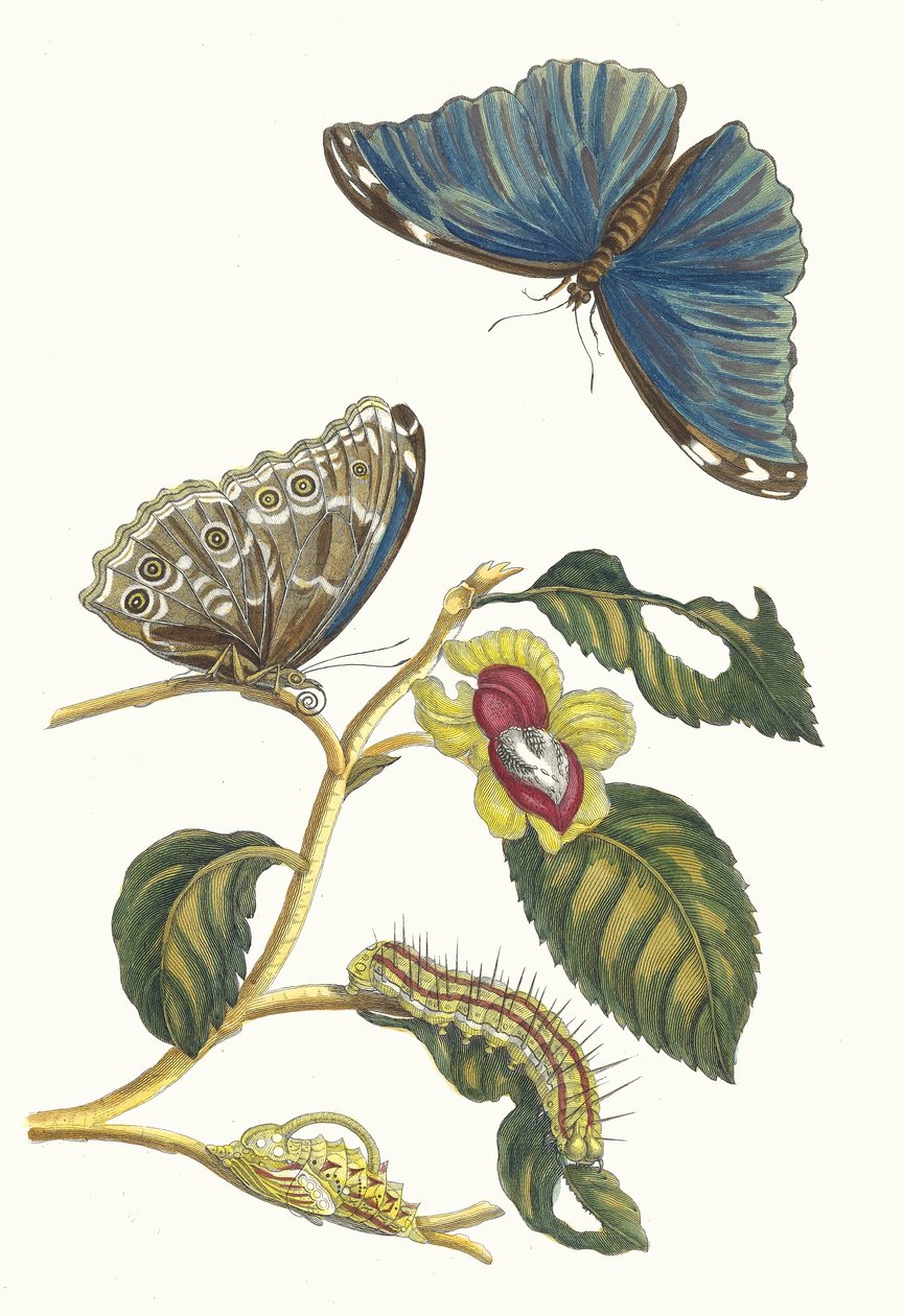 Neflier. Ur boken Metamorphosis insectorum Surinamensium, 1705. av Maria Sibylla Merian
