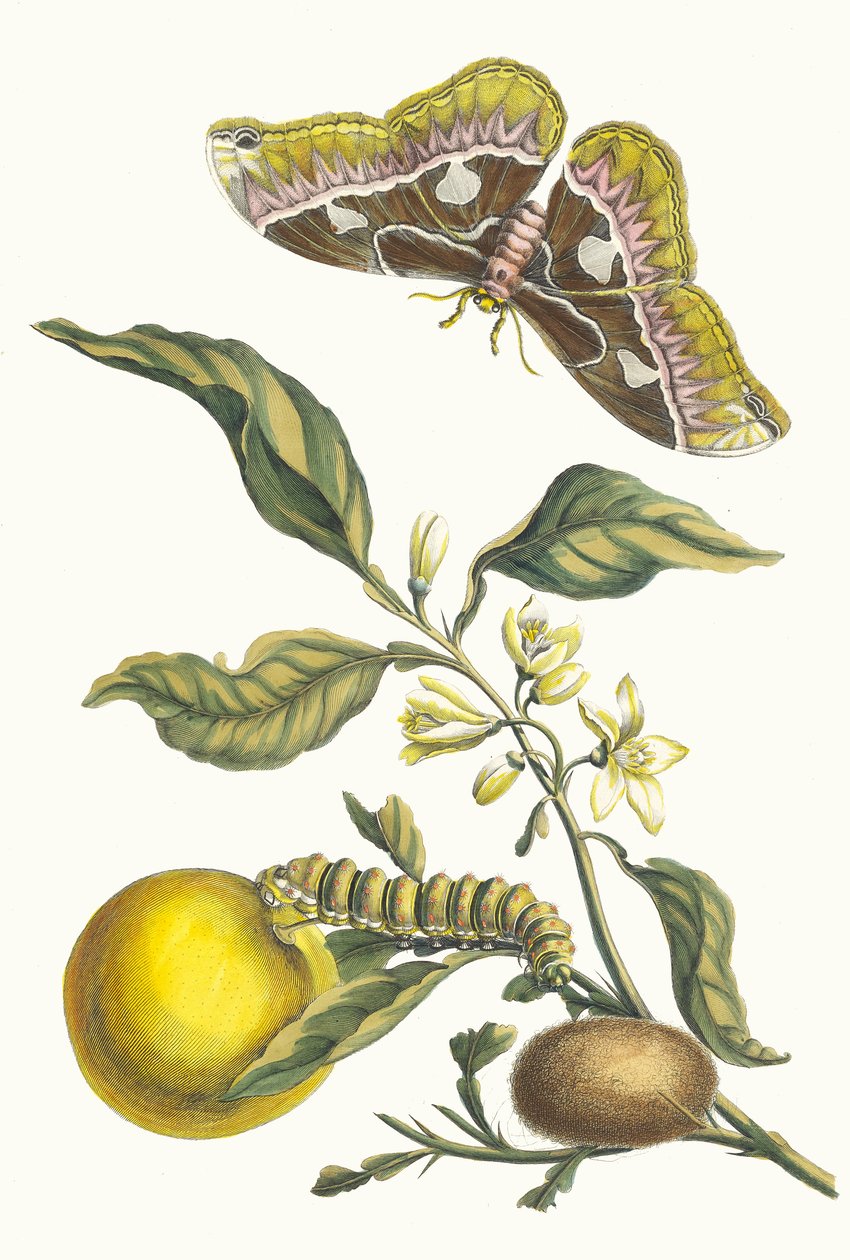 Orangere. Ur boken Metamorphosis insectorum Surinamensium, 1705. av Maria Sibylla Merian