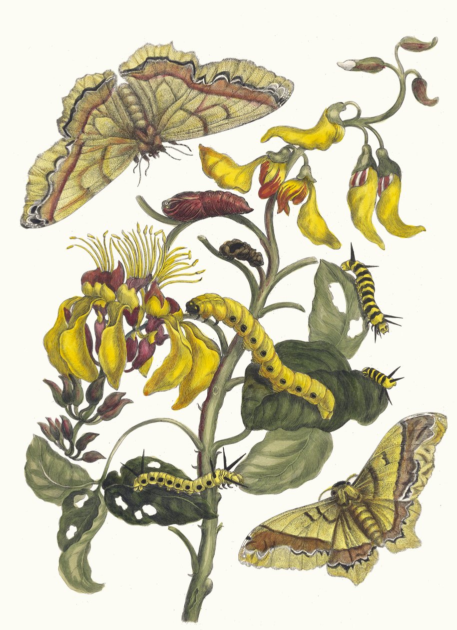 Pallisaden-boom. Ur boken Metamorphosis insectorum Surinamensium, 1705. av Maria Sibylla Merian