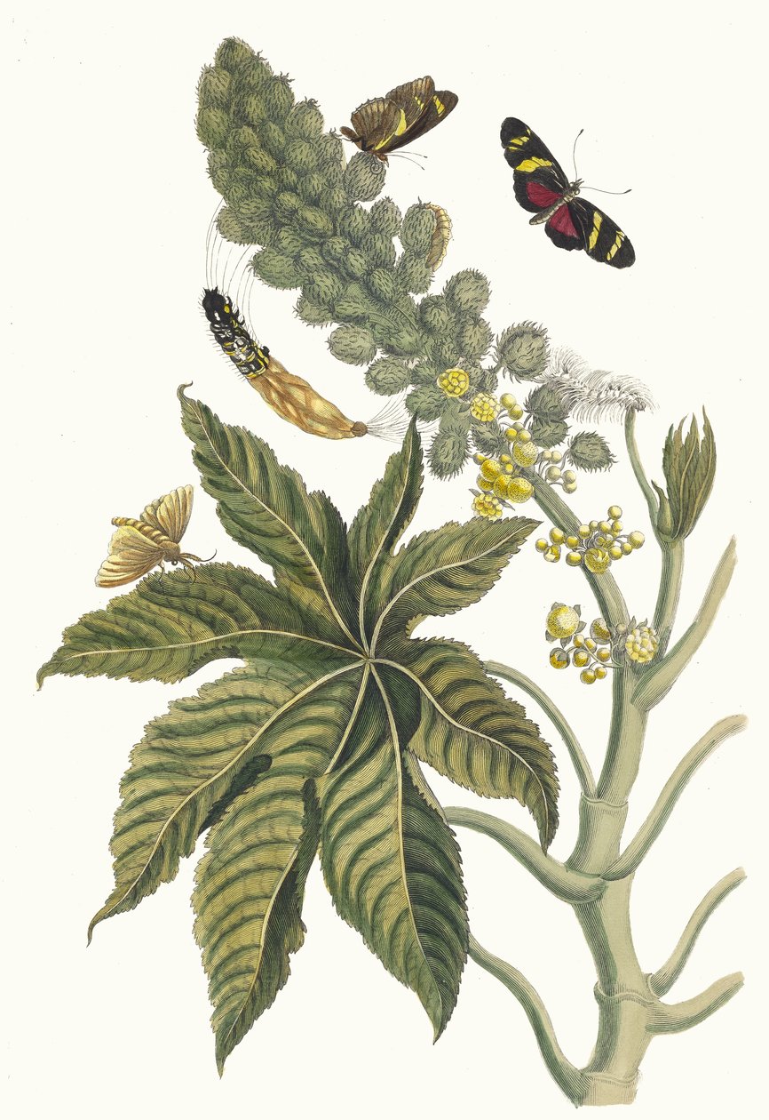Palma Christi. Ur boken Metamorphosis insectorum Surinamensium, 1705. av Maria Sibylla Merian