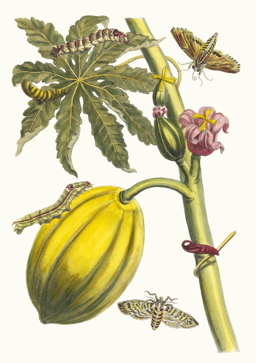 Papaya. Ur boken Metamorphosis insectorum Surinamensium, 1705. av Maria Sibylla Merian