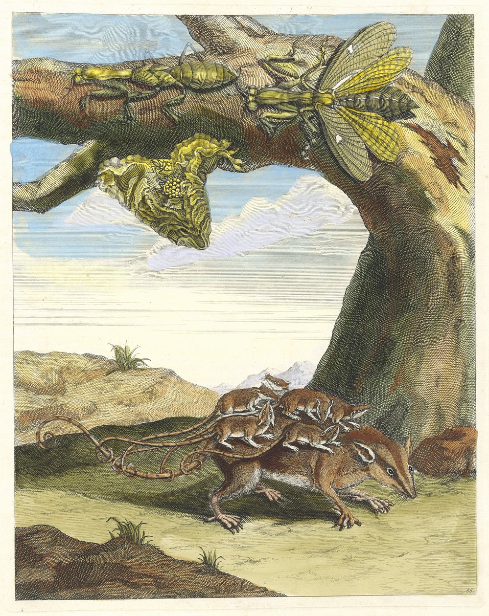 Råtta i skogen. Ur boken Metamorphosis insectorum Surinamensium, 1705. av Maria Sibylla Merian