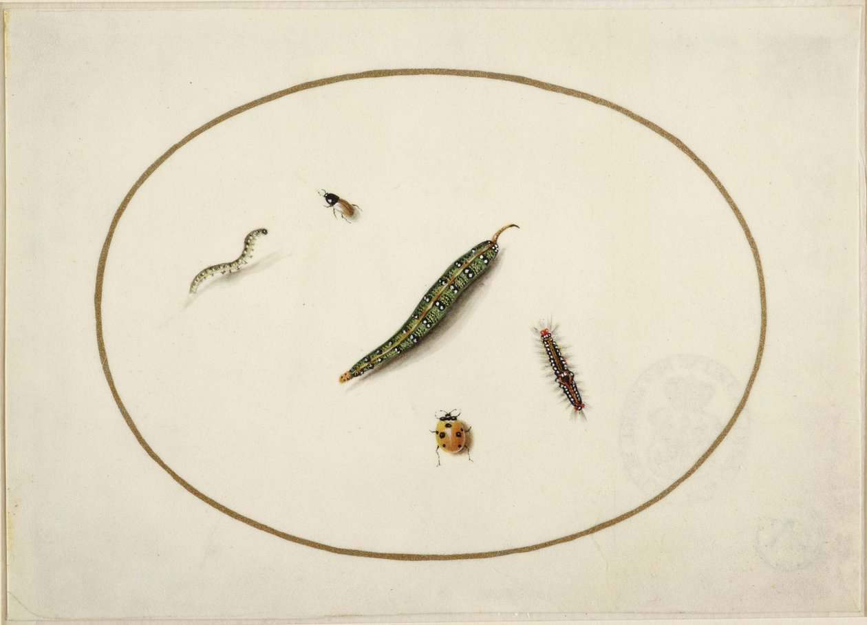 Larver och insekter, i en liggande oval, inramade av en gyllene linje, fint utförda som en miniatyr av Maria Sibylla Merian