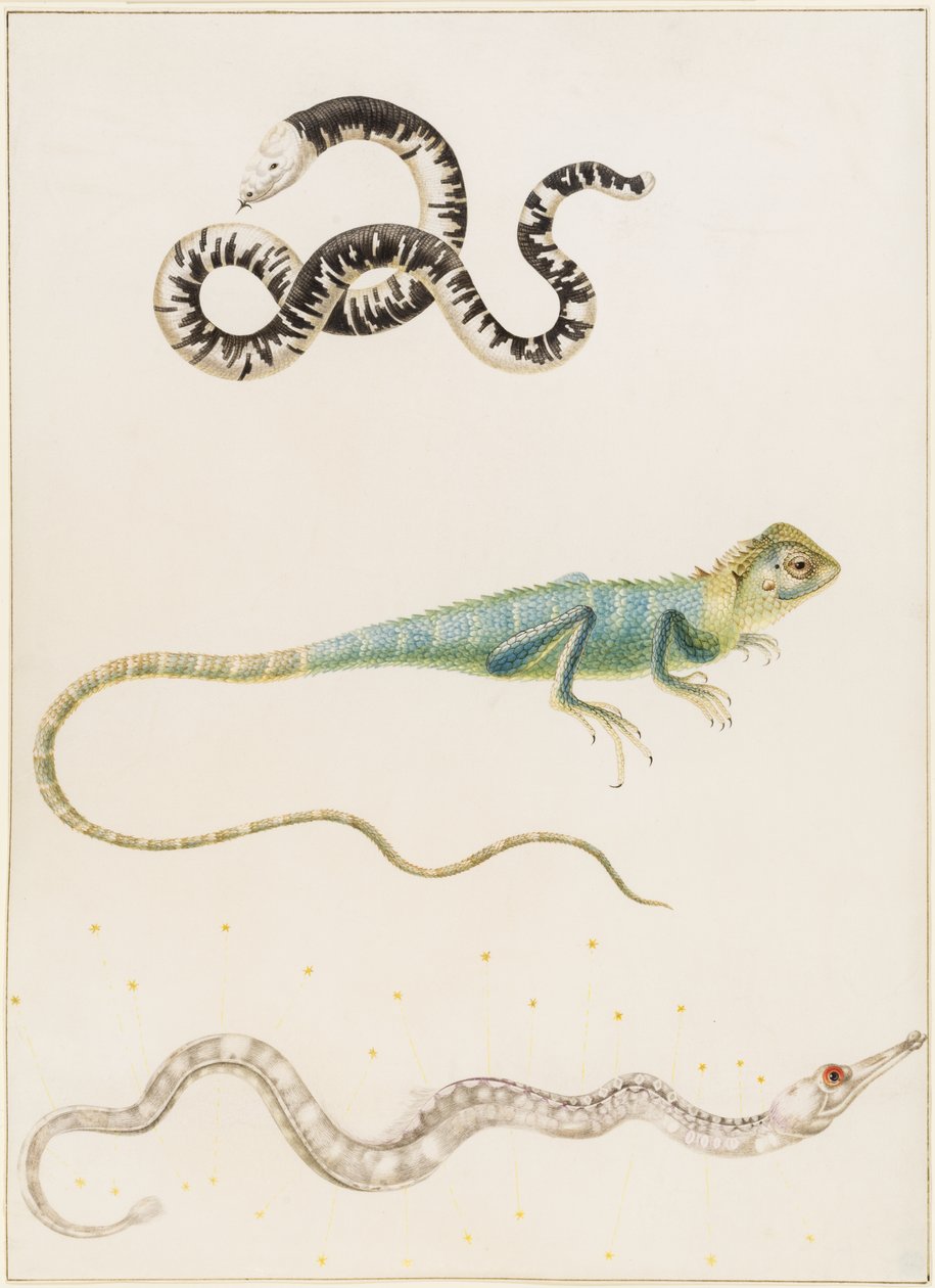 Sydamerikansk småhuvad masködla, leguan eller ostindisk trädödla och nålfisk av Maria Sibylla Merian