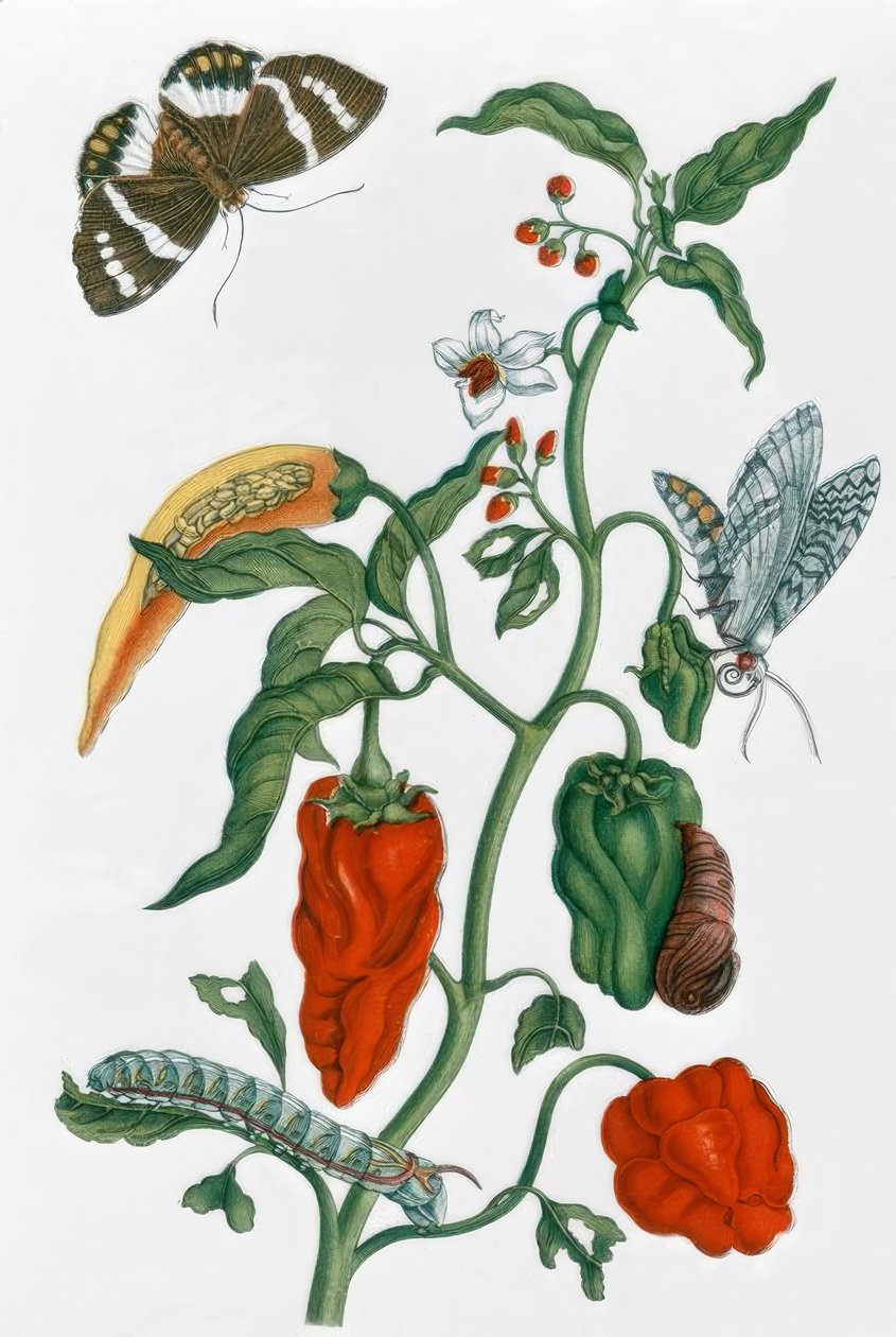 Spansk peppar / M.S. Merian av Maria Sibylla Merian
